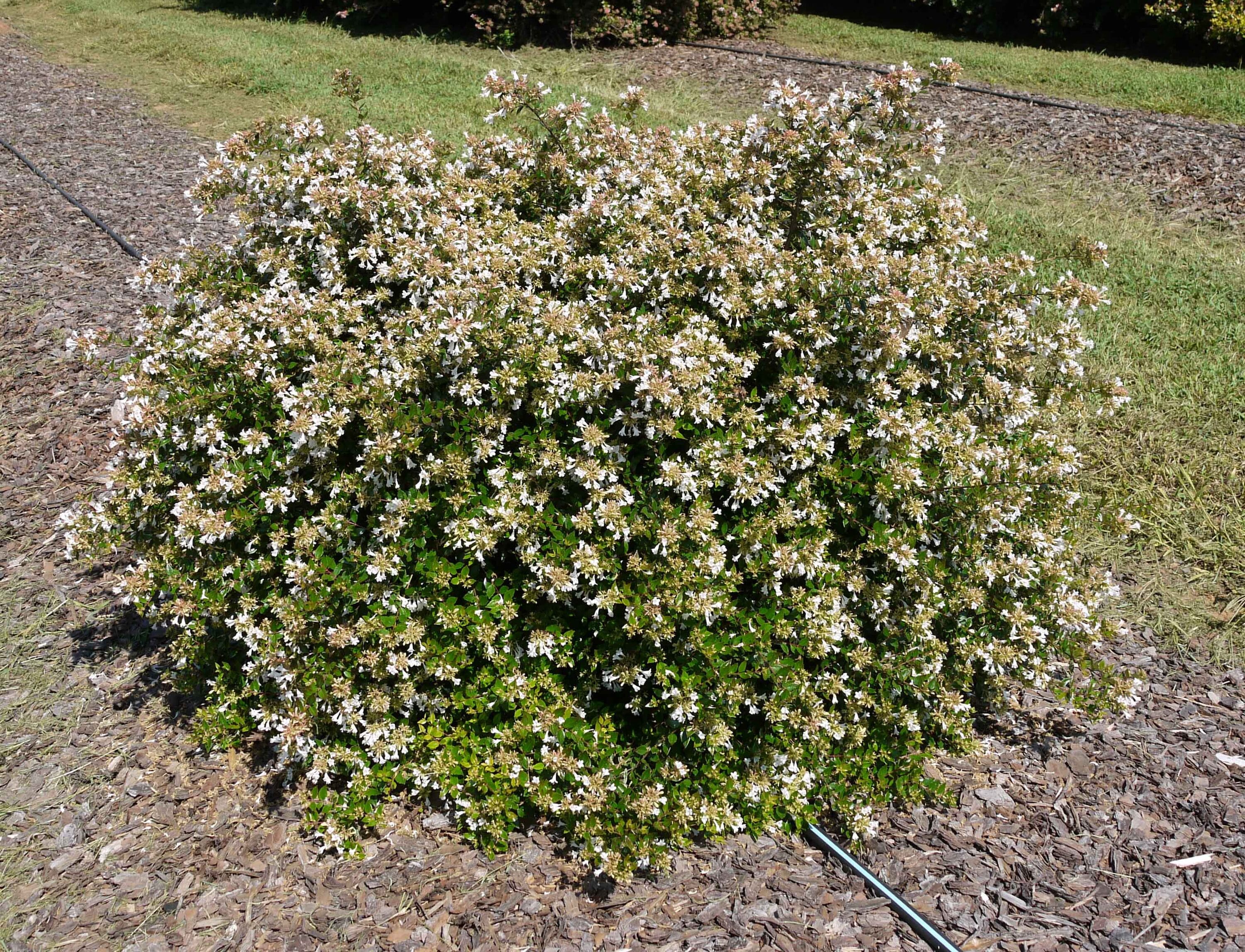 National Plant Network LW1673 shrubs - View #2