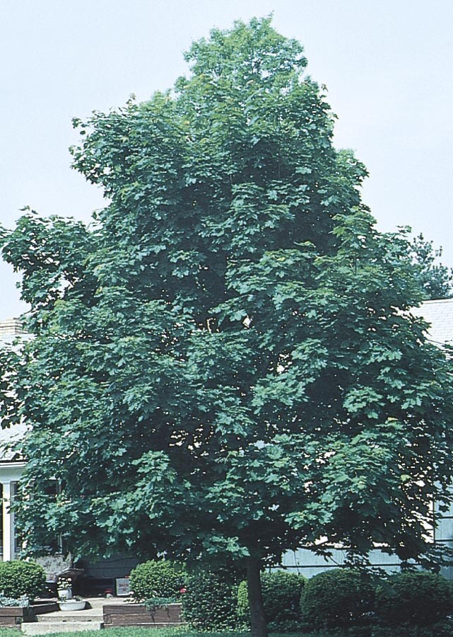  NURSERY 19.78-Gallon Yellow Shade Tree Emerald Queen Norway Maple In Pot (With Soil)