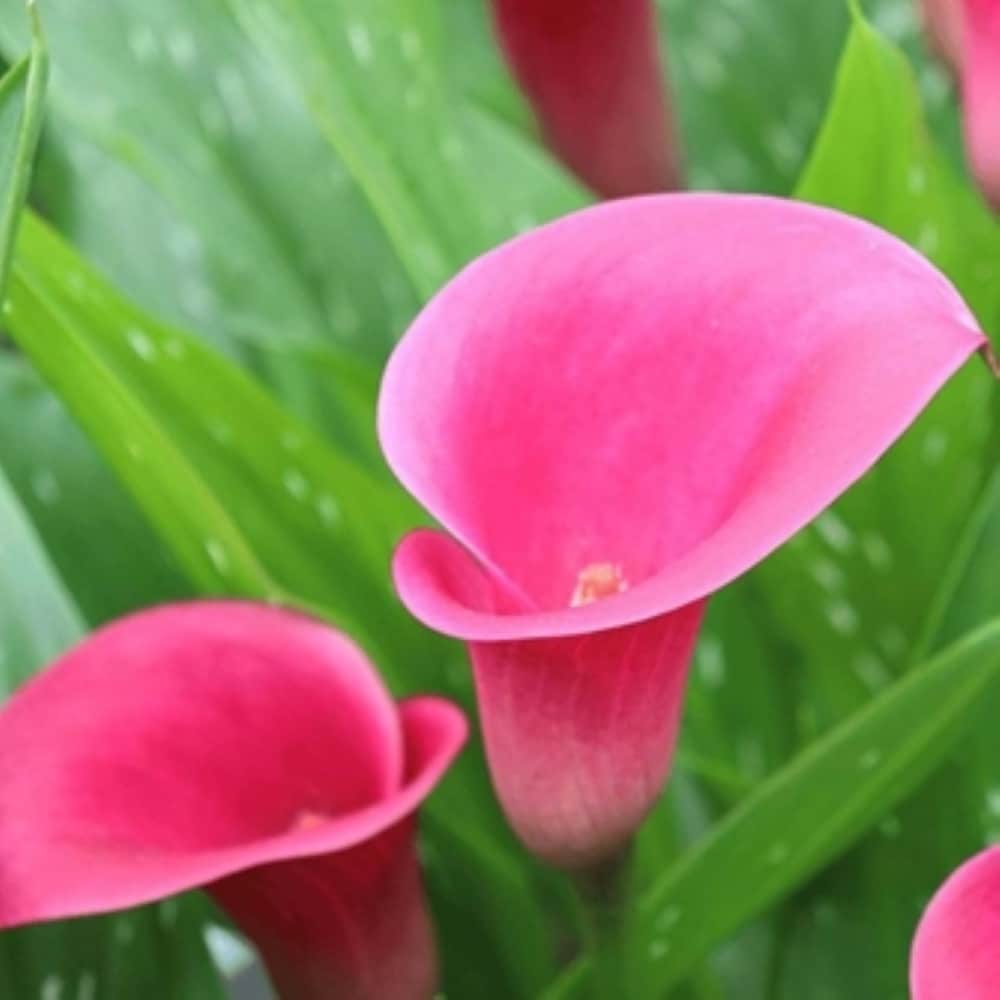 【2025秋冬新作】 Monrovia Multicolor Zantedeschia Plant in 1 -Quart Pot 1 その他