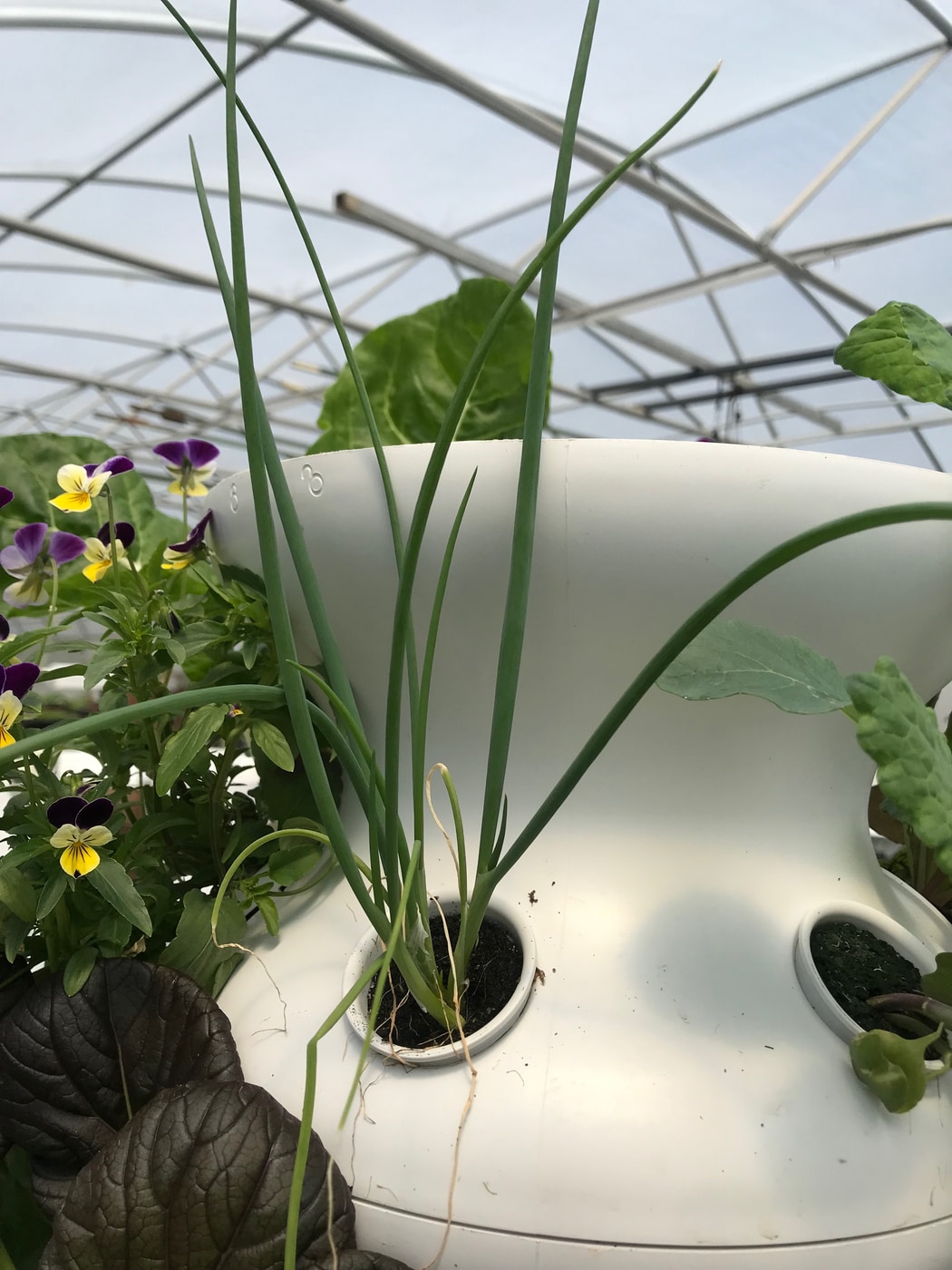 Lettuce Grow SO-SV-6-73206 Vegetable-Plants - View #12