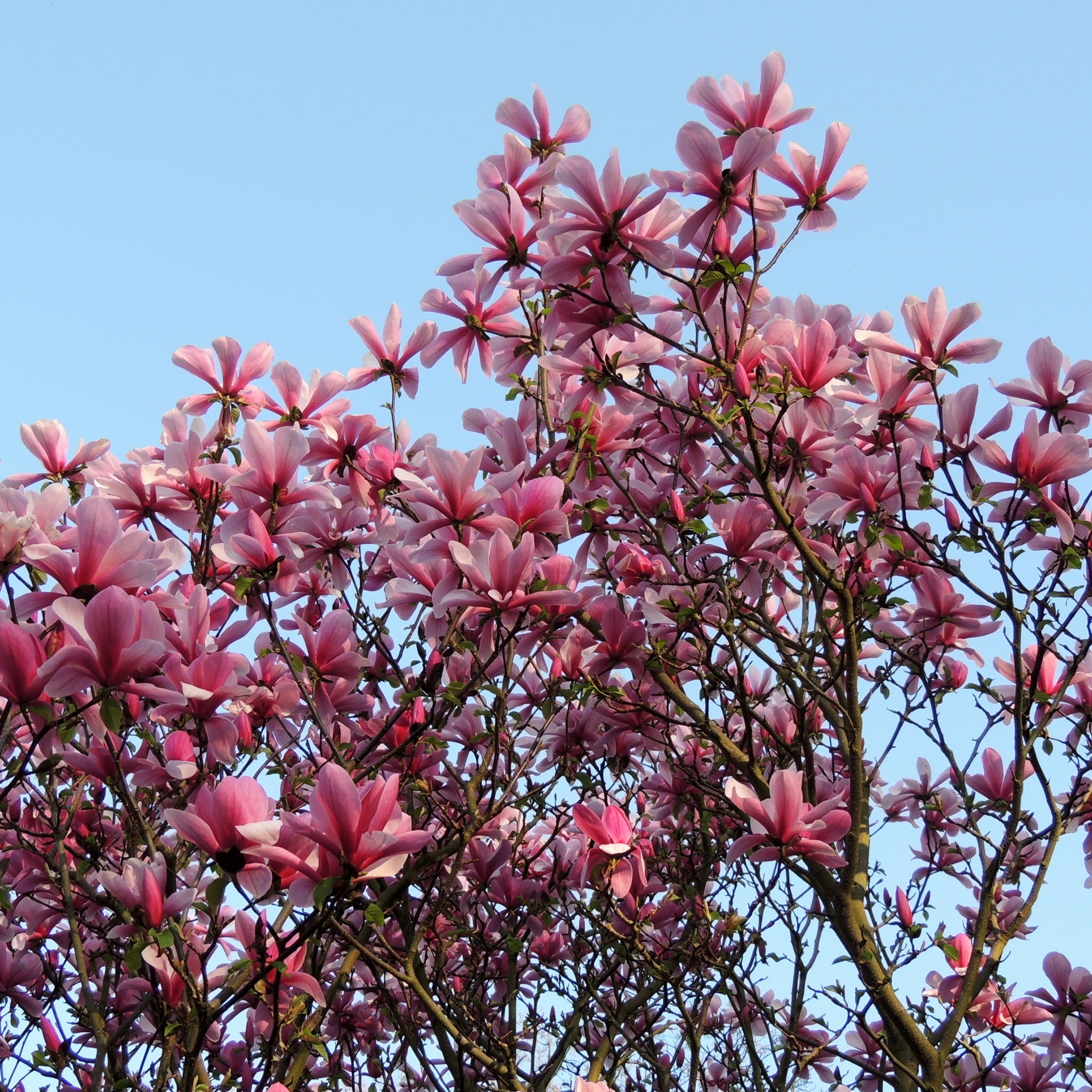 National Plant Network 1-Gallon Pink Flowering Magnolia In Pot (With ...