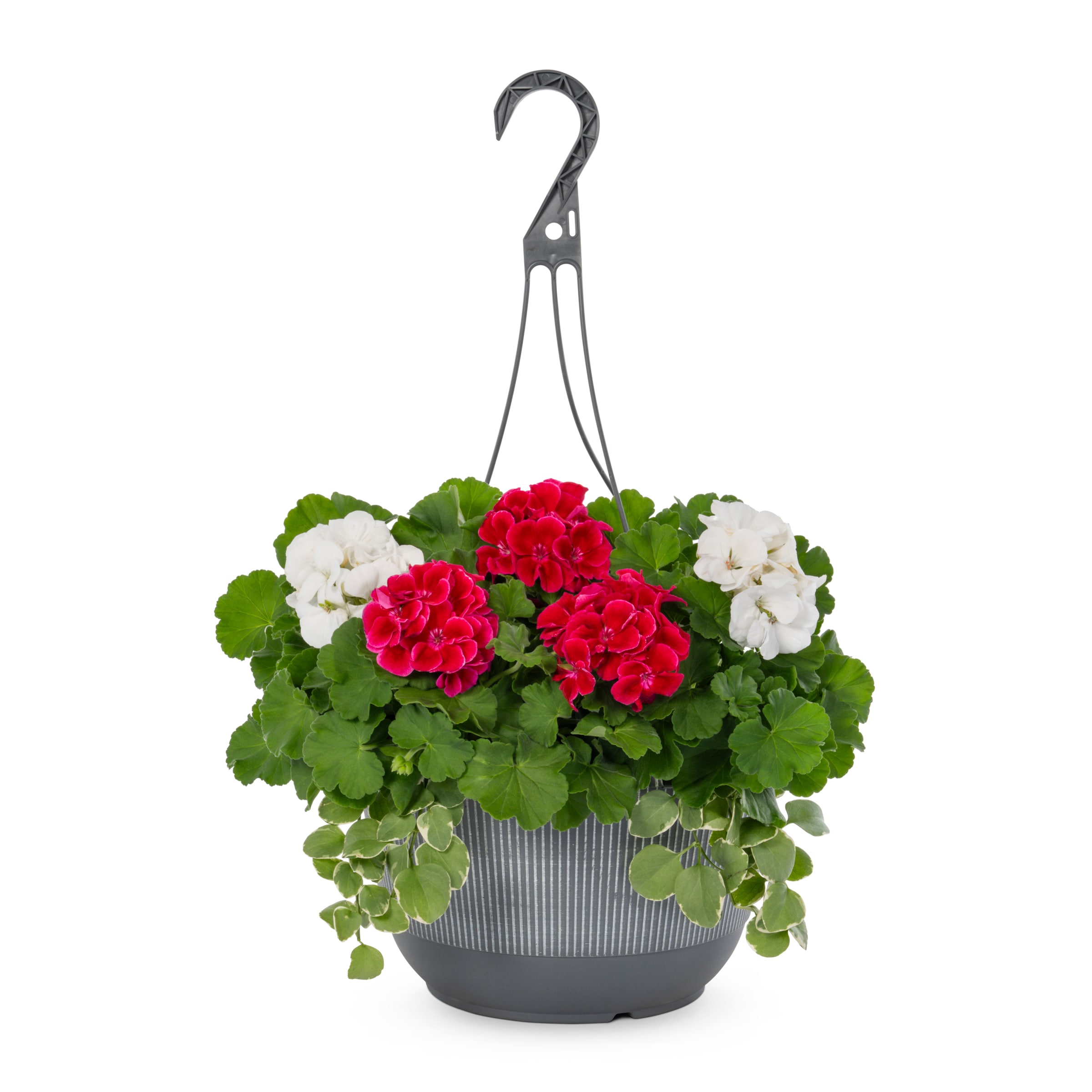 Lowe's NURSERY Multicolor in 2-Gallon Hanging Basket