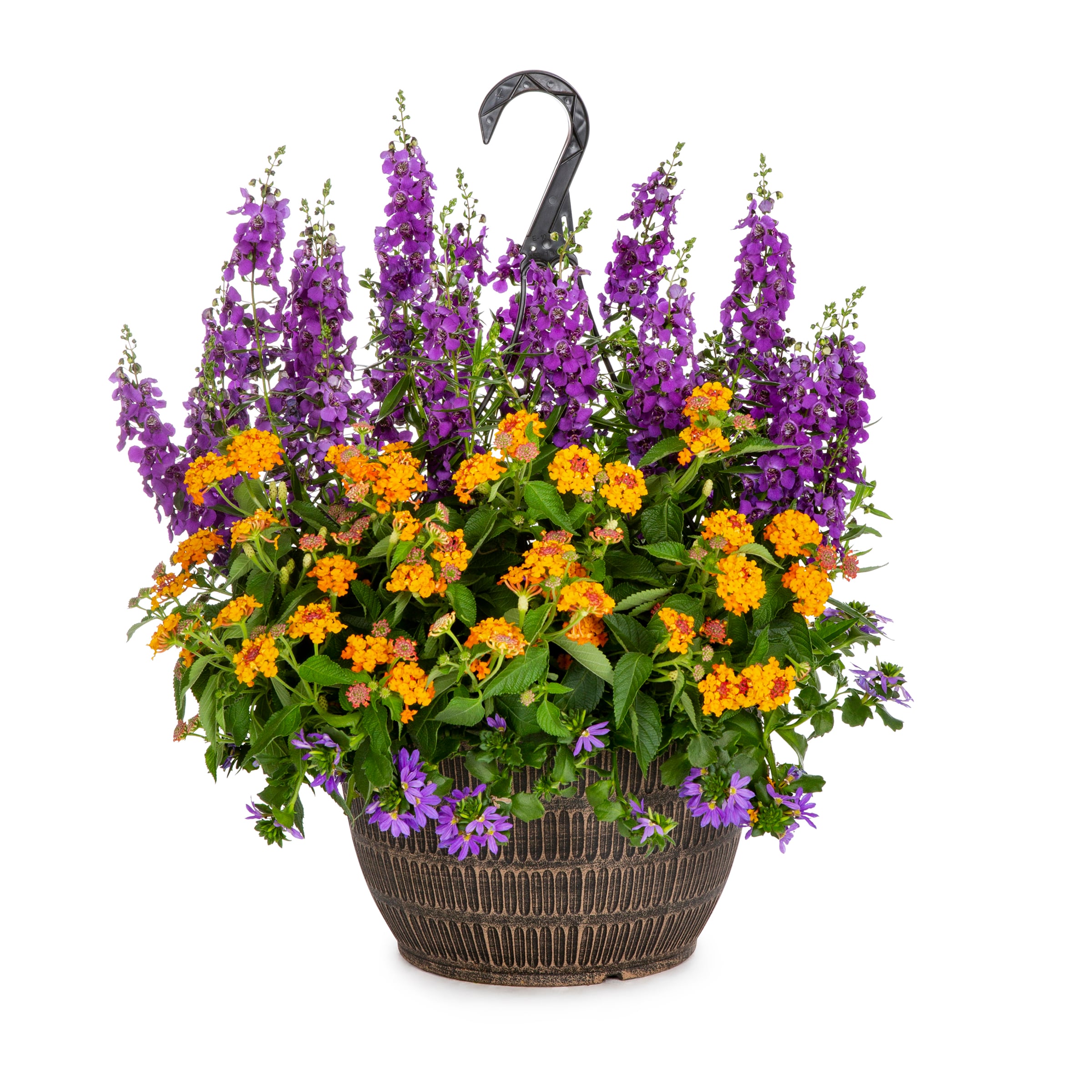 Lowe's Multicolor Mixmasters Shindig in 2-Gallon Hanging Basket in the ...