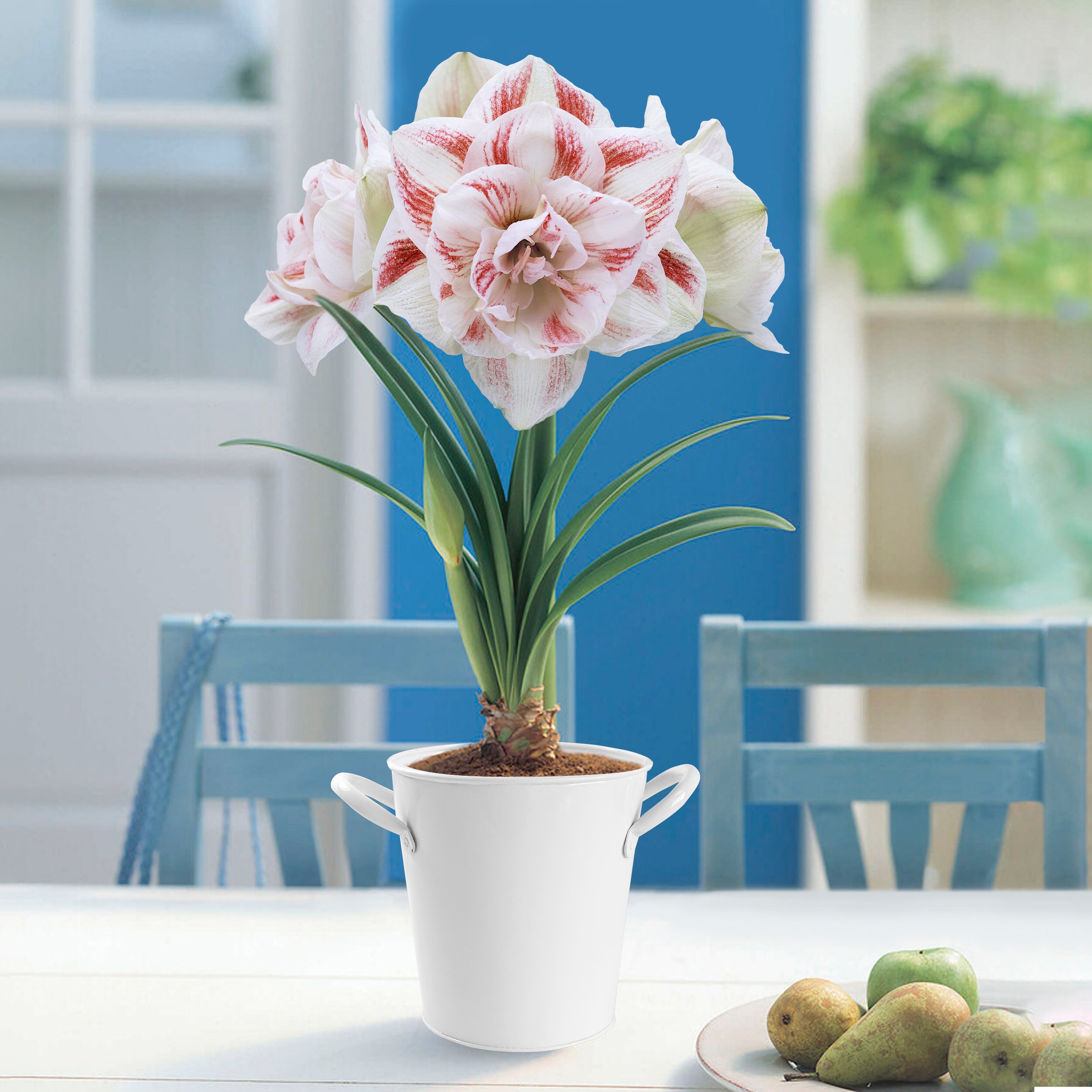 Garden State Bulb ECH-21-01-01 Plant-Bulbs - View #10