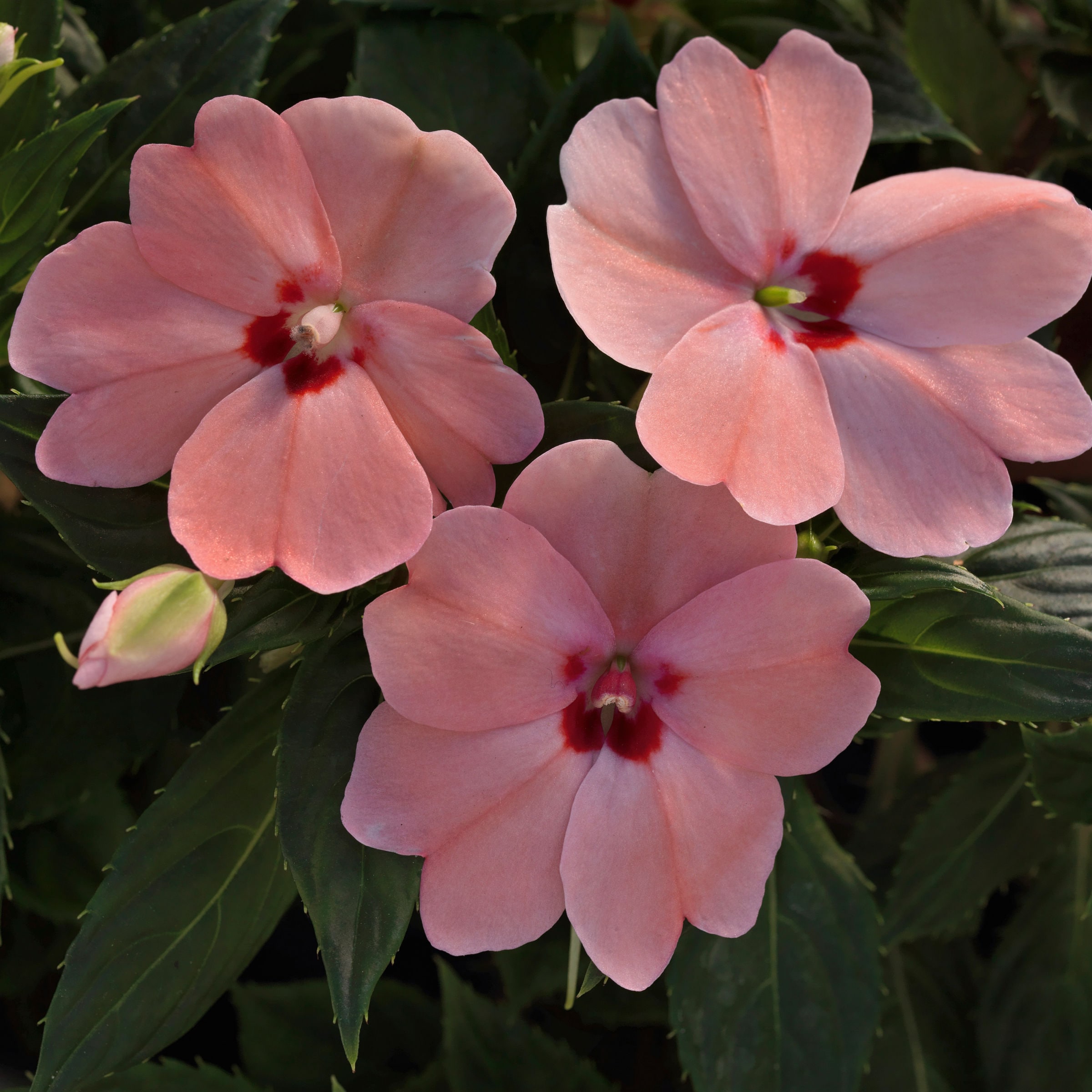 National Plant Network LW1171 annuals - View #3