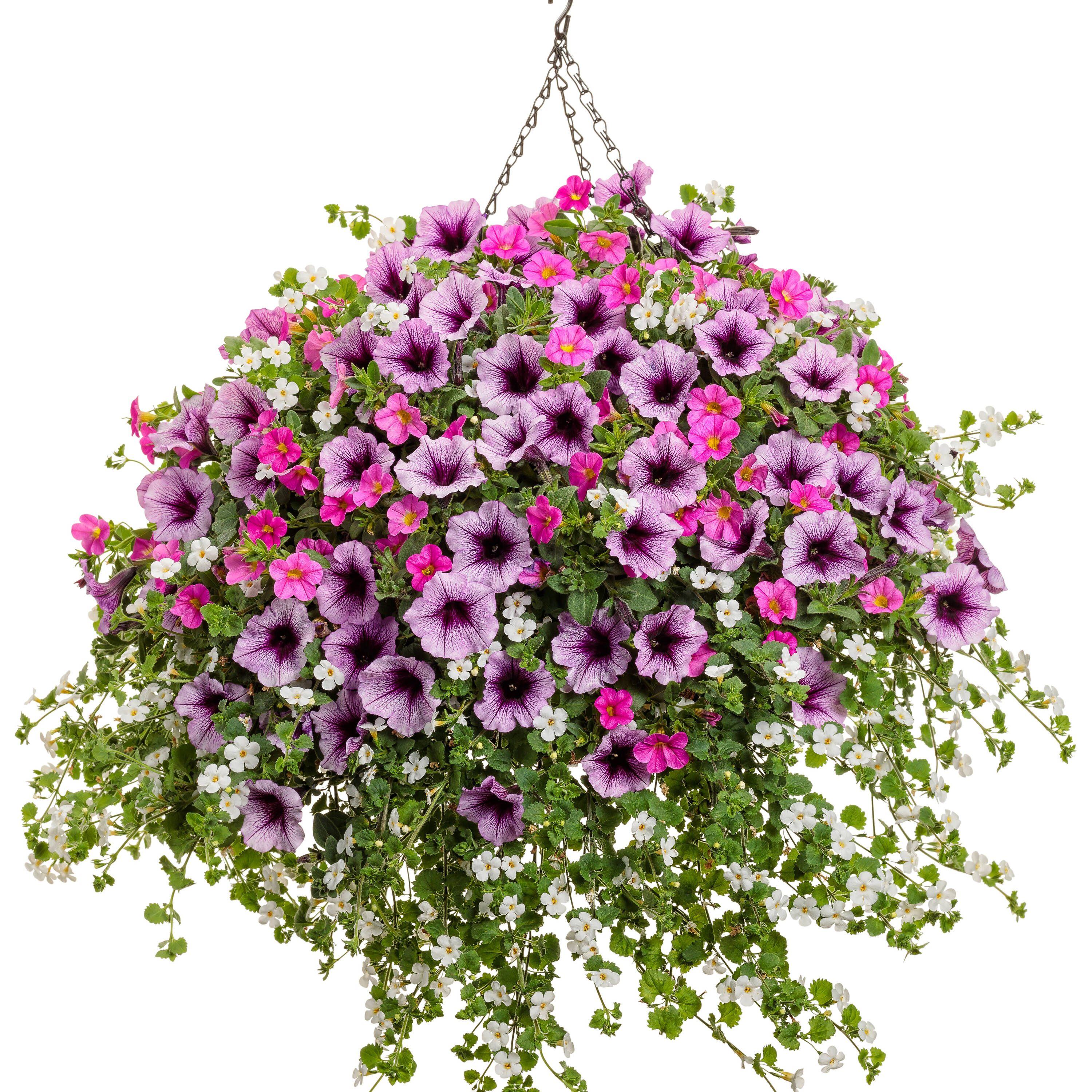 Proven Winners BACPRW1047504 annuals - View #4