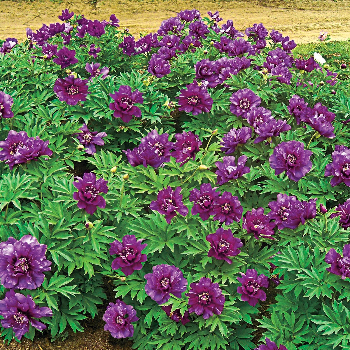 Breck's 90039 perennials - View #3