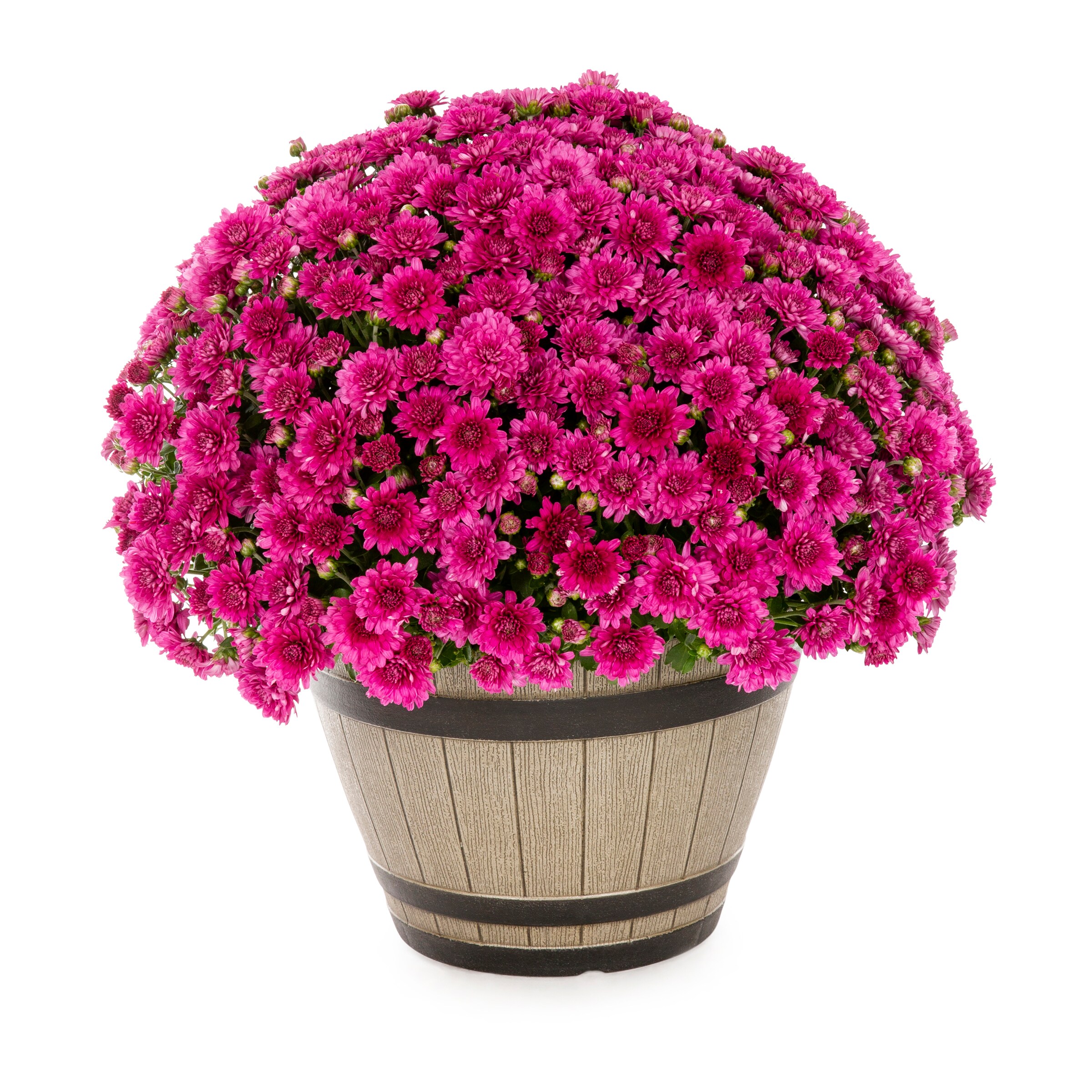 Lowe's NURSERY annuals - View #4