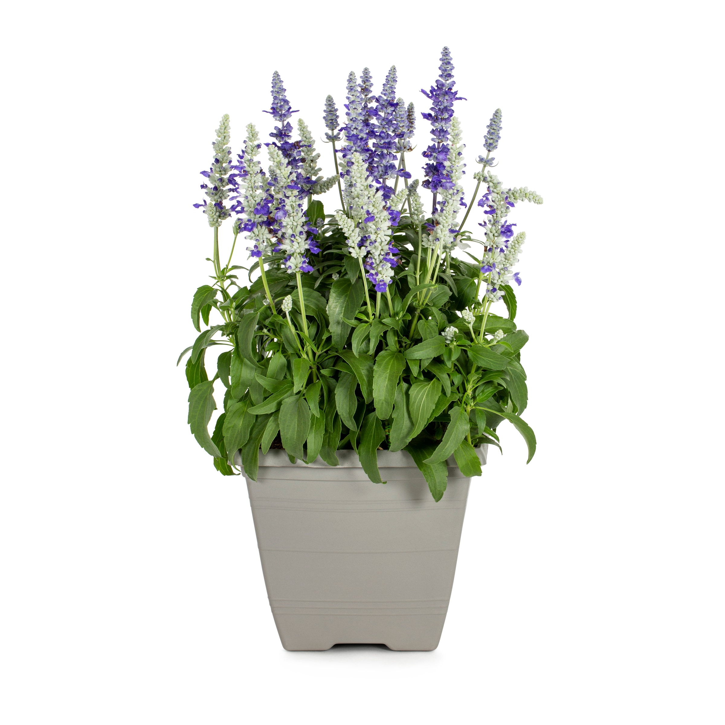 Lowe's NURSERY Multicolor Salvia in 1 Gallon(s) Planter