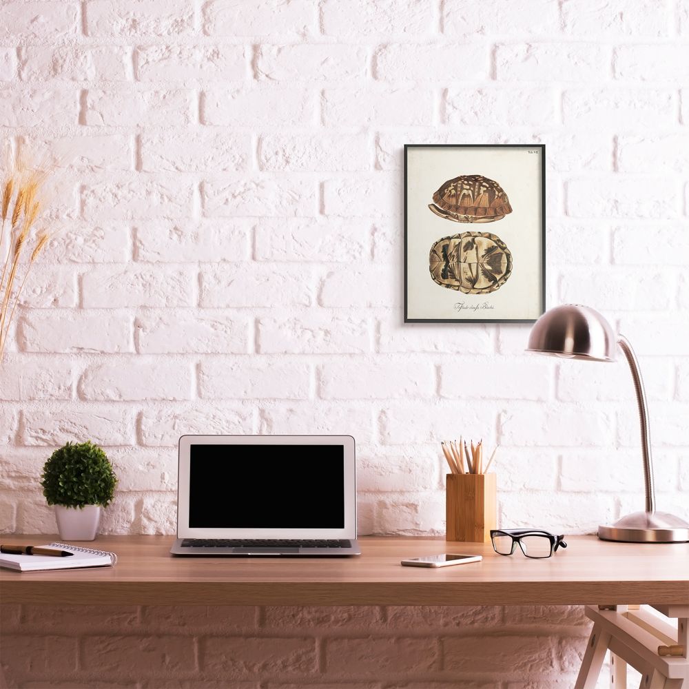 Box Turtle Shell Scientific Study Canvas Print in Black Frame