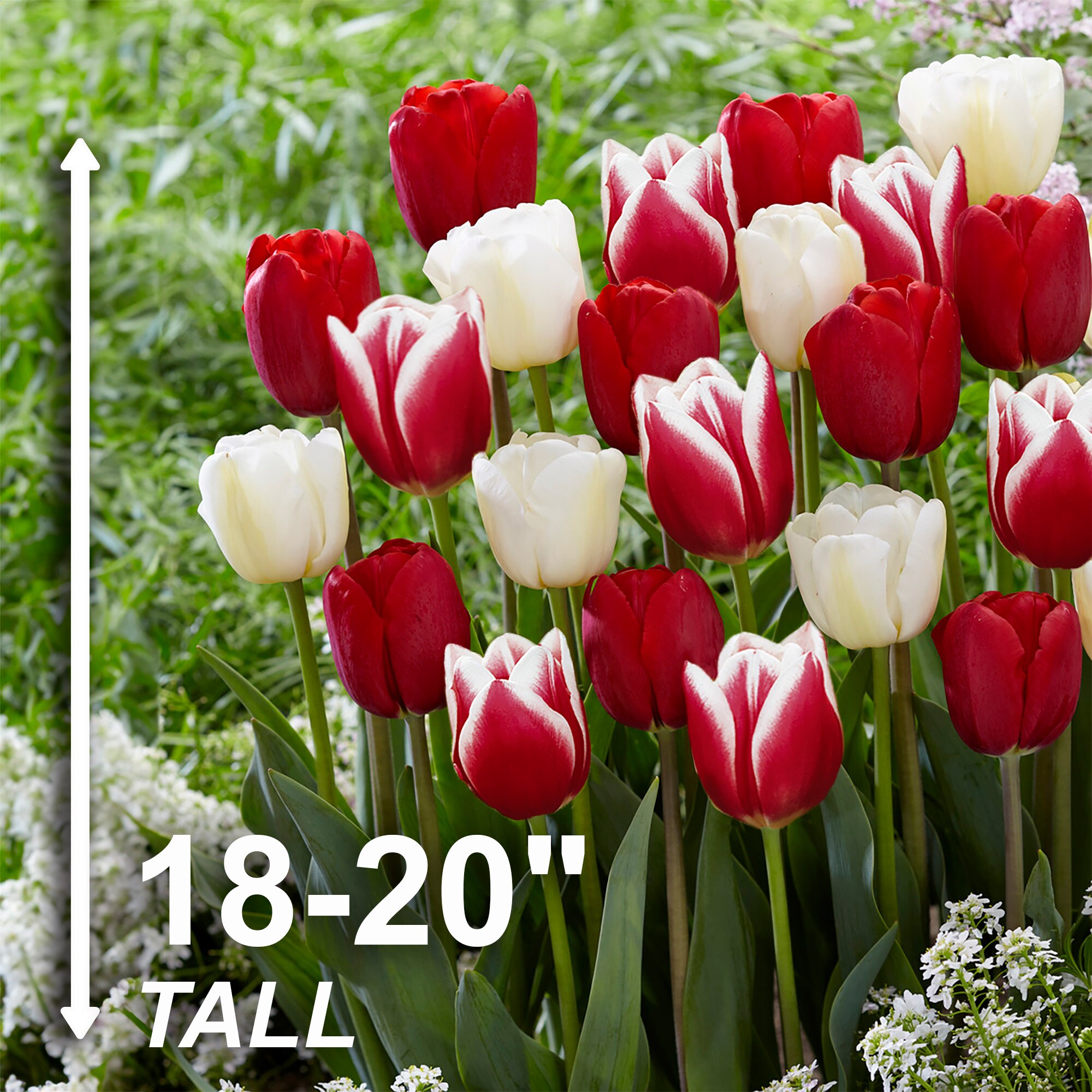 Garden State Bulb ECF-40-100-04 Plant-Bulbs - View #3