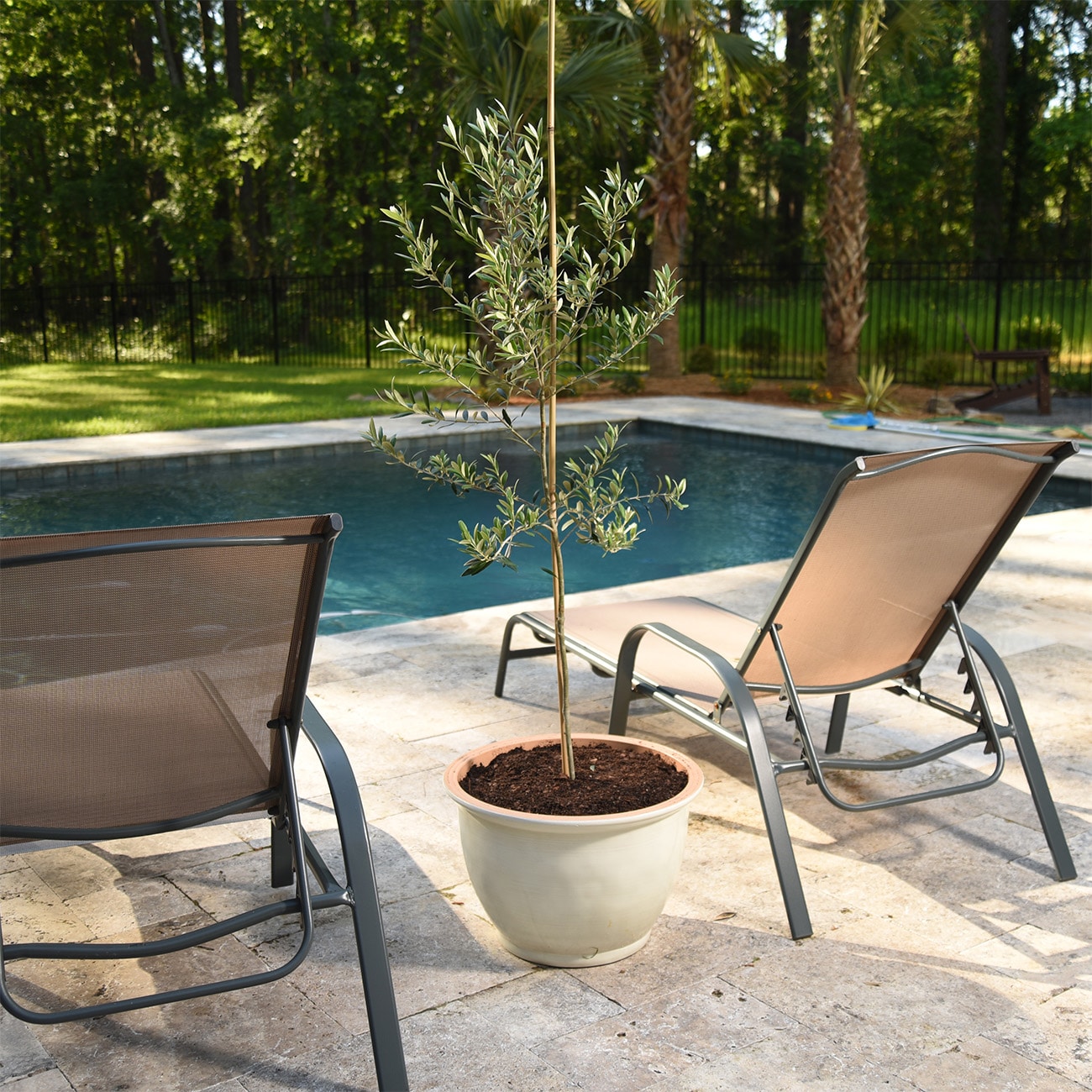 Perfect Plants LOARBEQUINA3-4FT trees - View #6