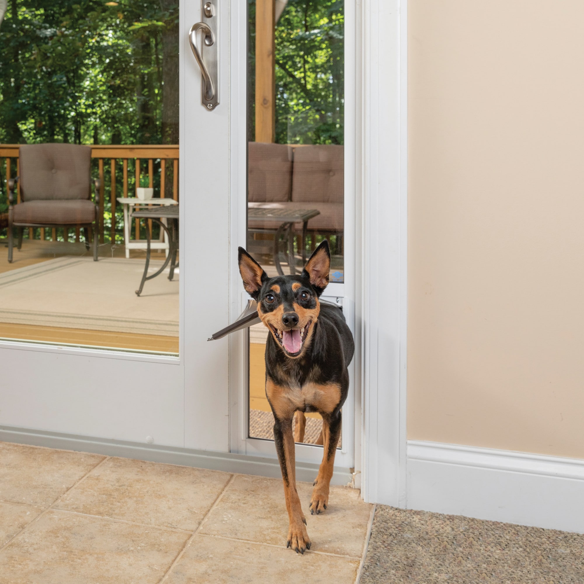 Dog scratching glass door best sale