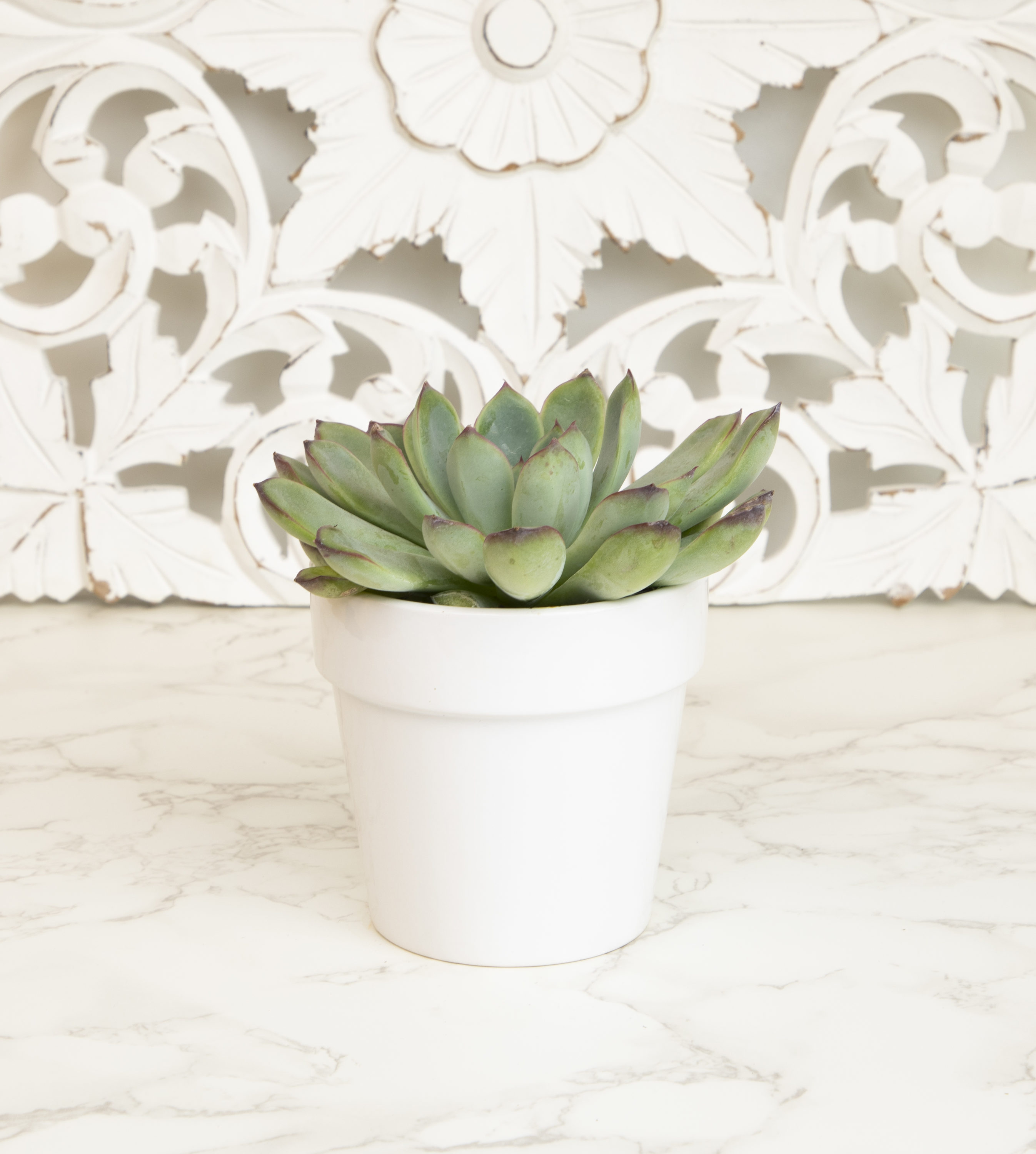 Altman Plants 0872542 Cacti-Succulents - View #3