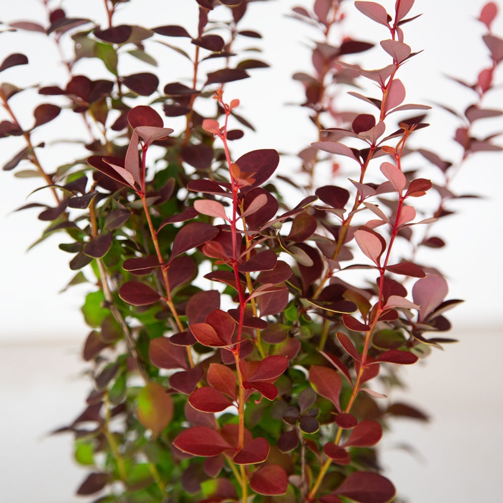 Southern Living Plant Collection 0433Q-2 shrubs - View #6