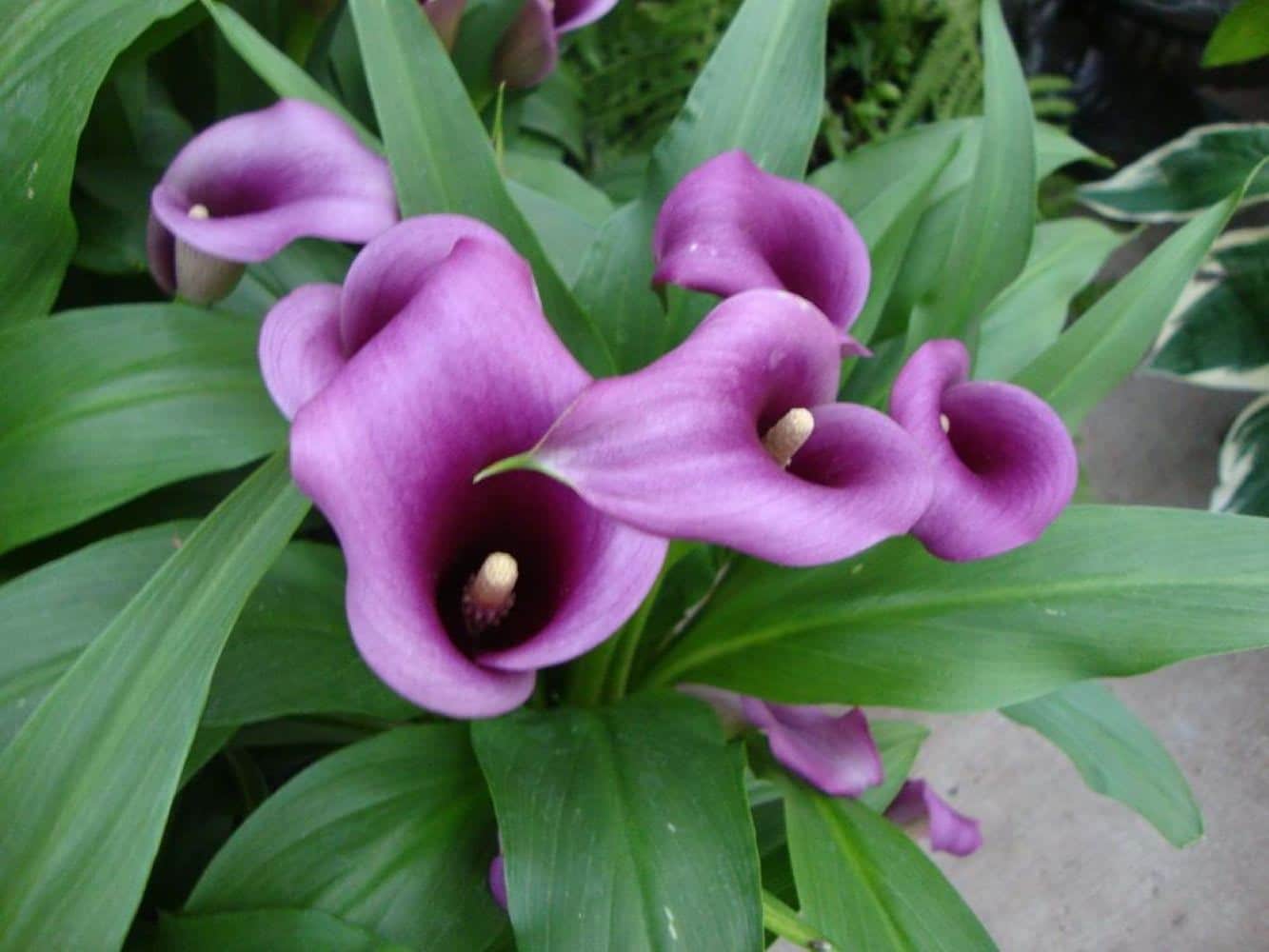 Hirt's Gardens - Paco Calla Lily Bulb 14/16cm - Deep Purple