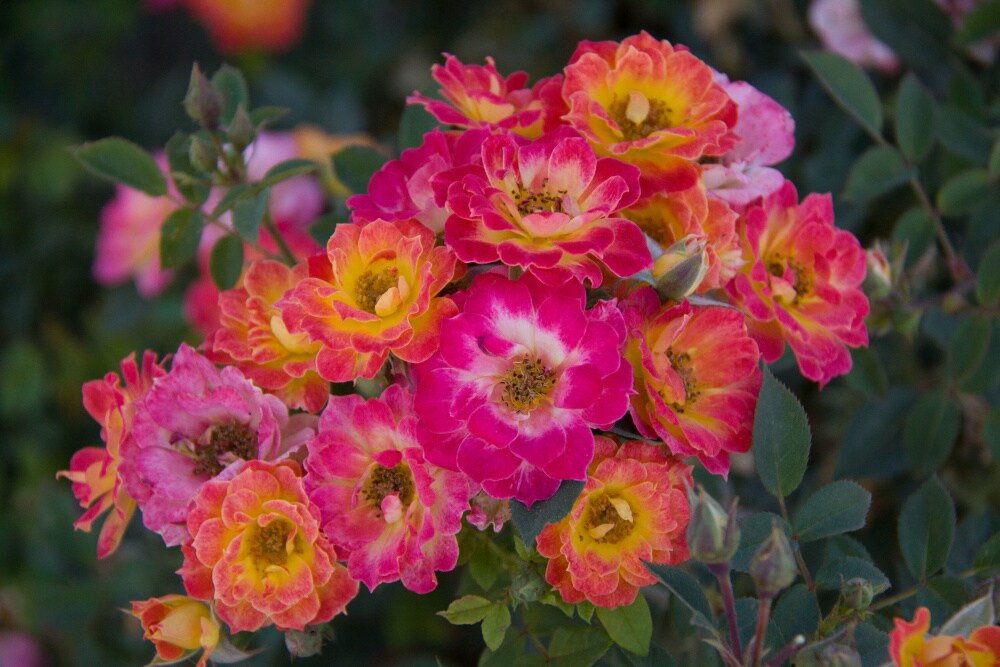 Spring Hill Nurseries 79154 roses - View #4