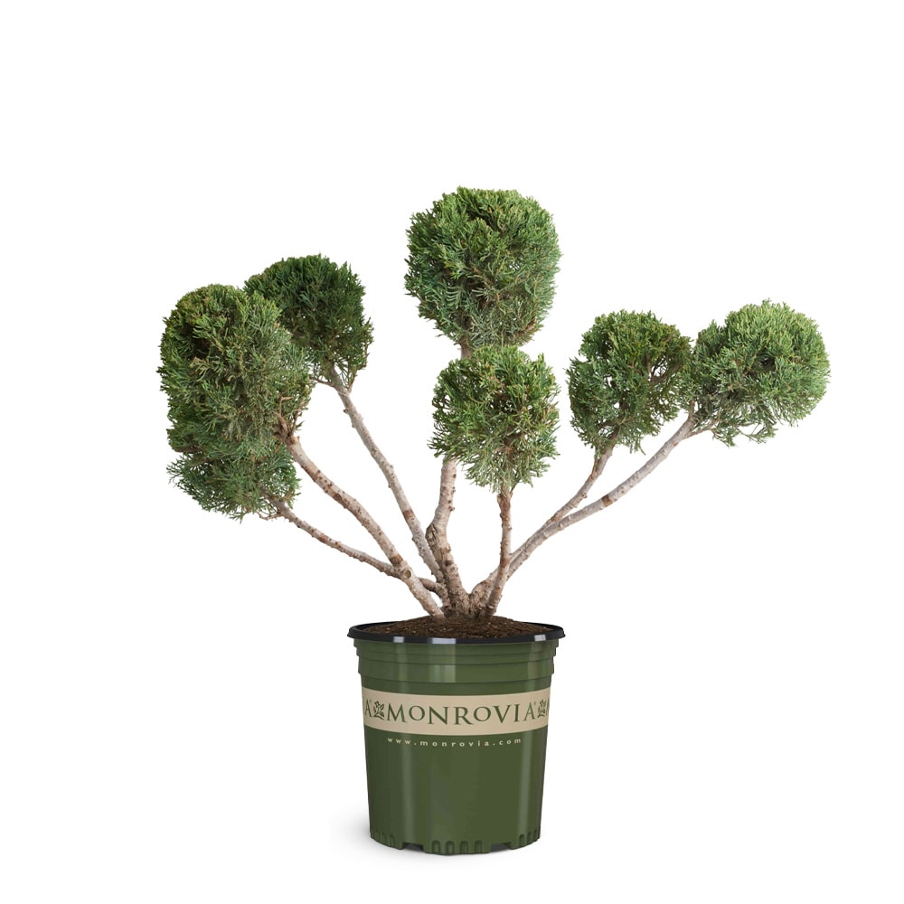 Monrovia 12.07 -Gallon Mint Julep Juniper Feature Shrub 1 -Pack