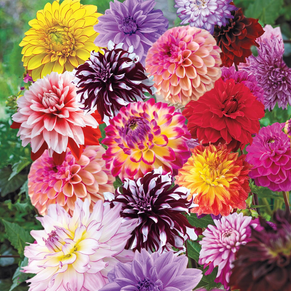 Breck's 90313 Plant-Bulbs - View #3