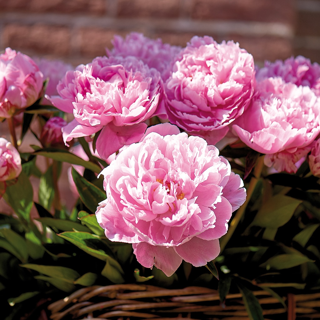 Van Zyverden Pink Peonies Sarah Bernhardt Bulbs Bagged 5-Count in the Plant  Bulbs department at
