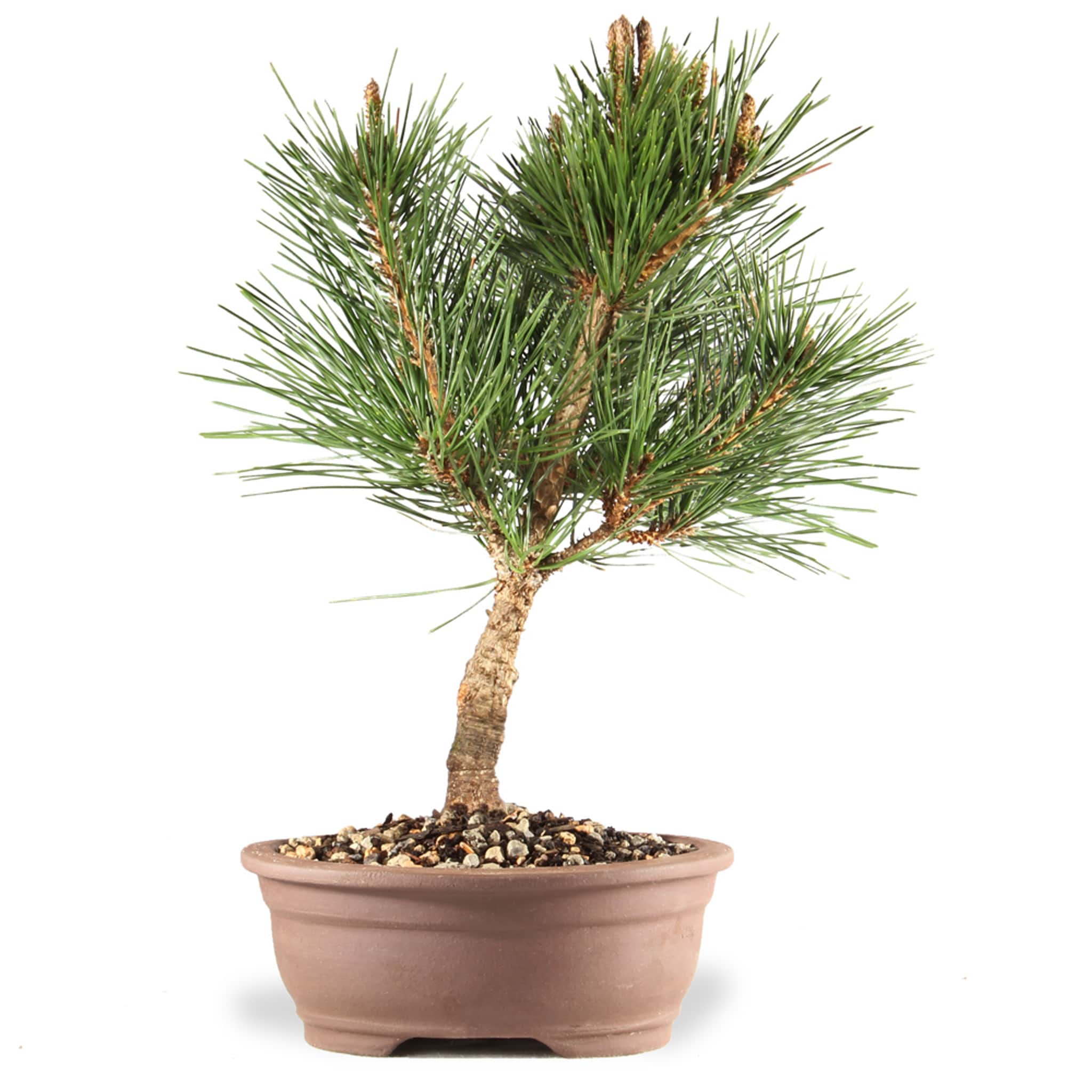 Brussel's Bonsai DT9622JBPN 1 Feet Feature Japanese Black Pine In pot (with soil)