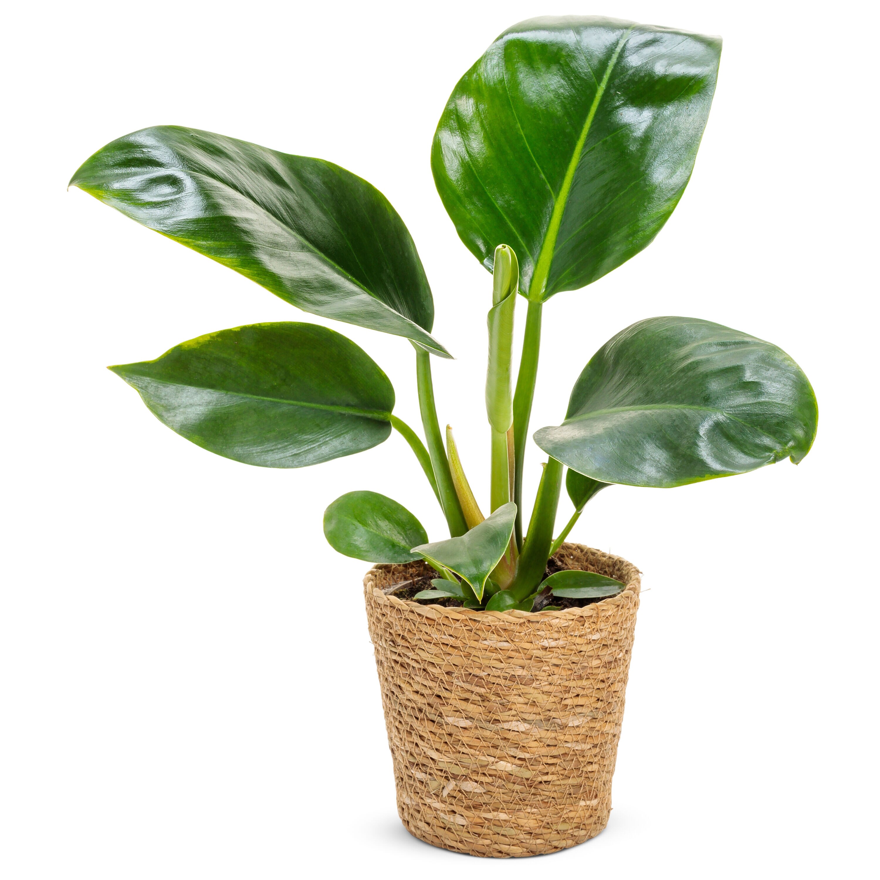 Proven Winners PHDPRL0045107 Prismacolor Green Diamond Philodendron House plant in 7 Inch(es) Pot