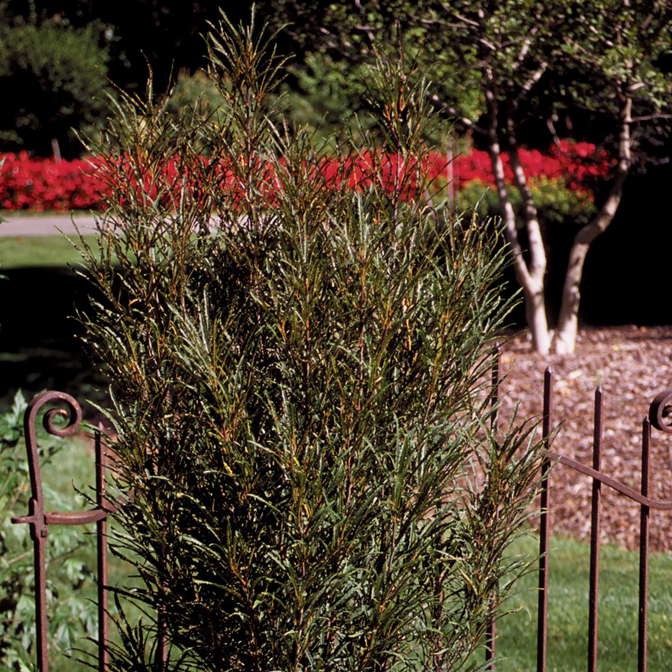Proven Winners RHAPRC1016101 shrubs - View #4