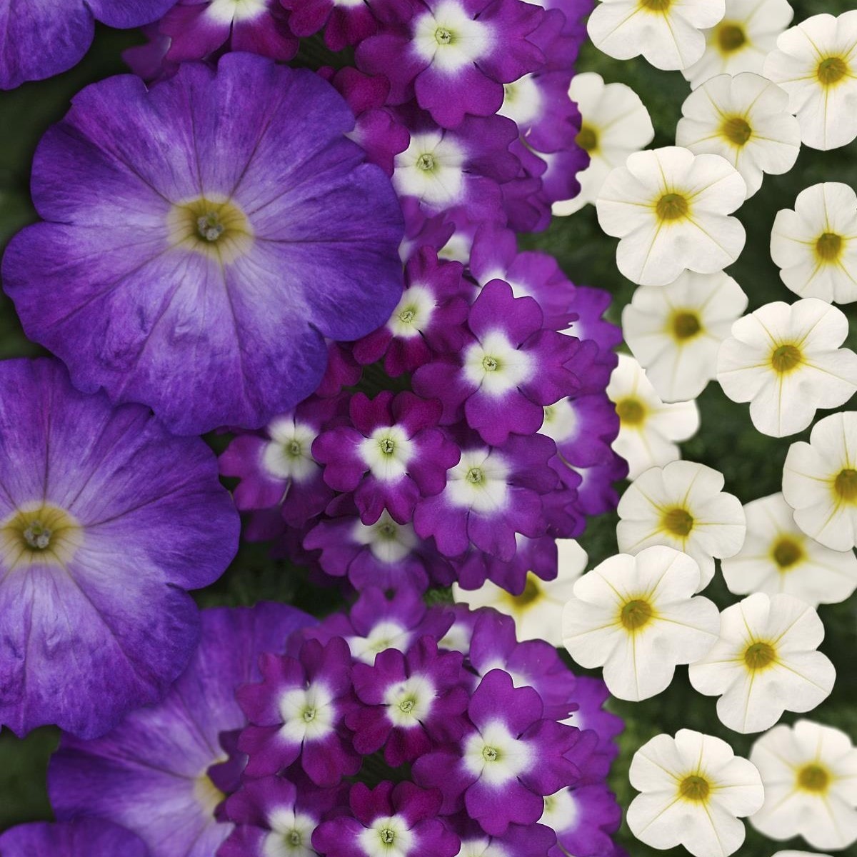 Lowe's NURSERY annuals - View #2