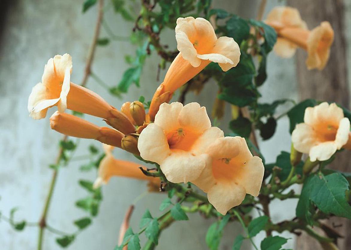 Trumpet Creeper Vine