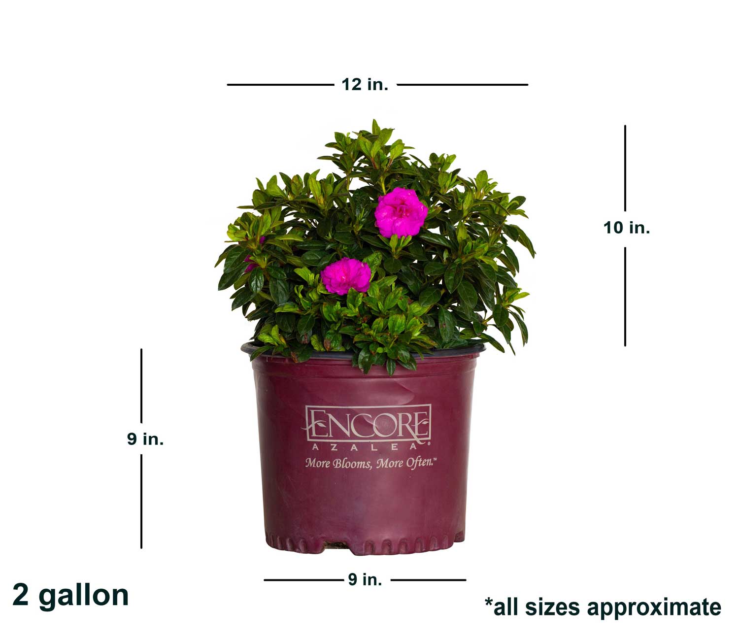Encore Azalea 80572-1 shrubs - View #2