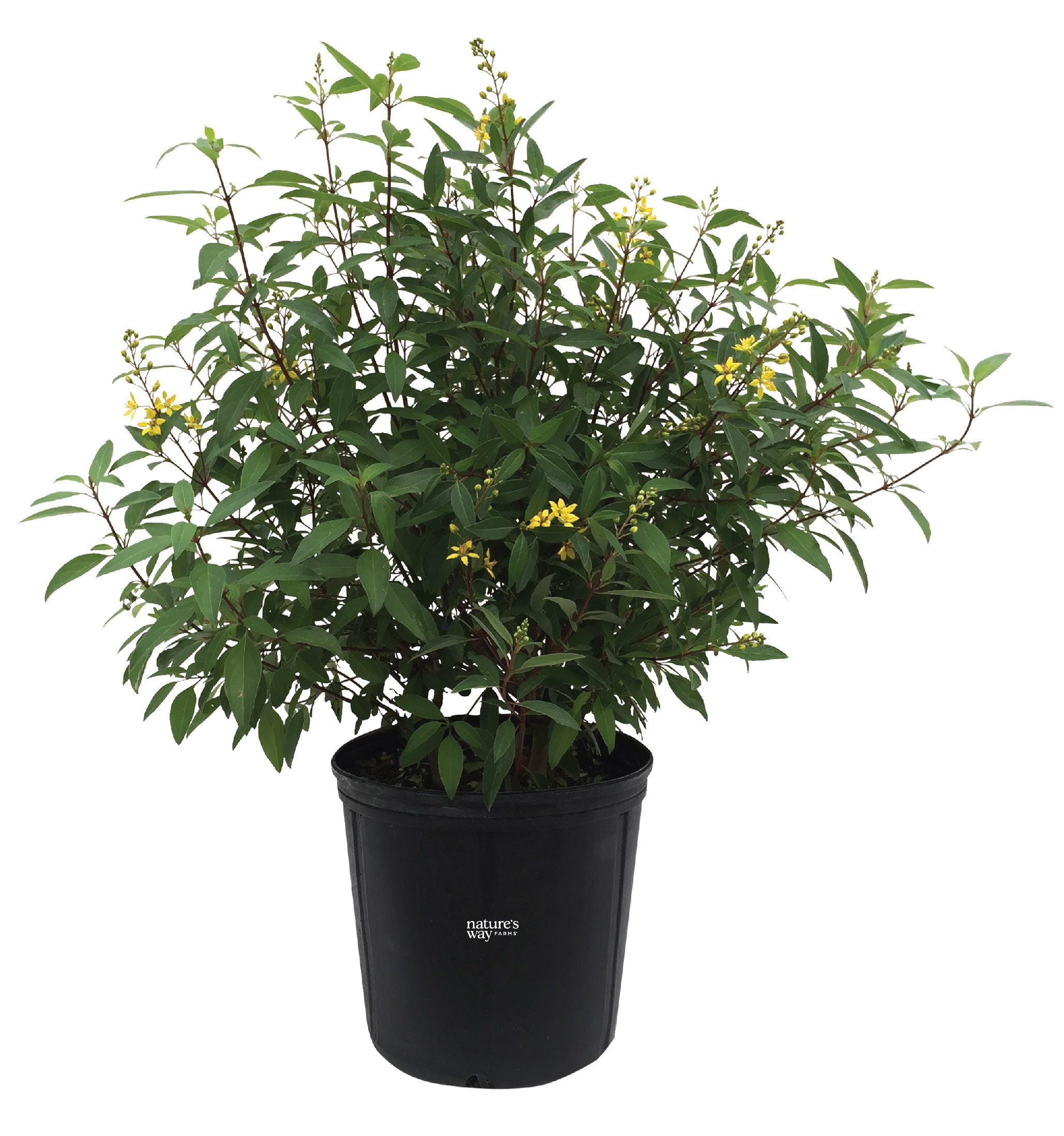  5975 Thryallis Flowering Shrub in 1 -Gallon Pot 1 -Pack with Yellow Blooms