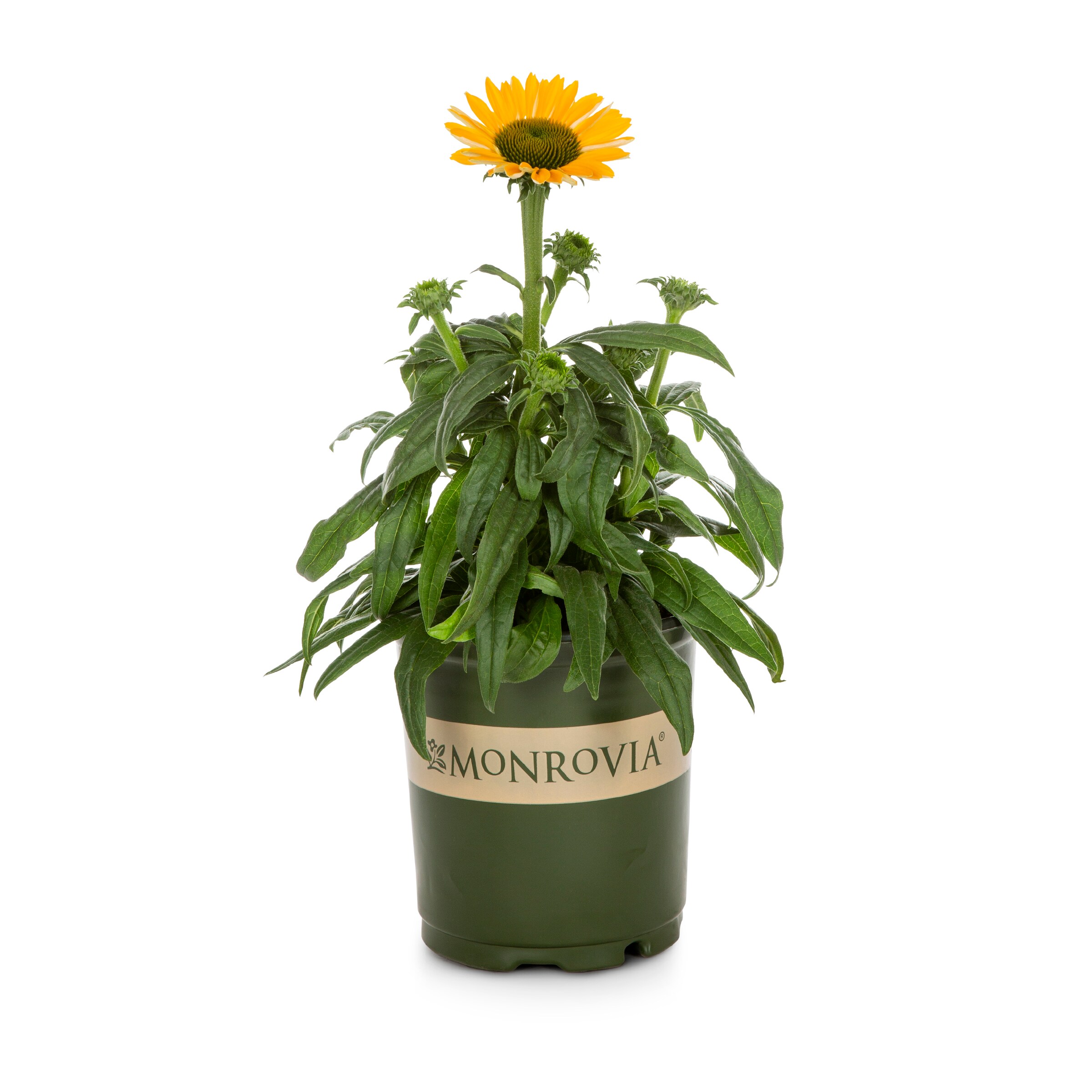 Monrovia 78644 perennials - View #4