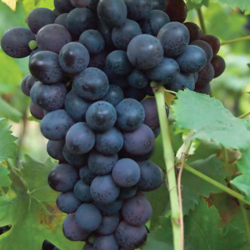 Organic Red Seedless Grapes - 1.5lb