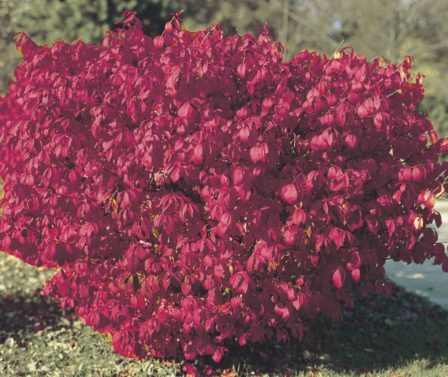  NURSERY White Burning Bush Foundation/Hedge Shrub in 6-Gallon (s) Pot