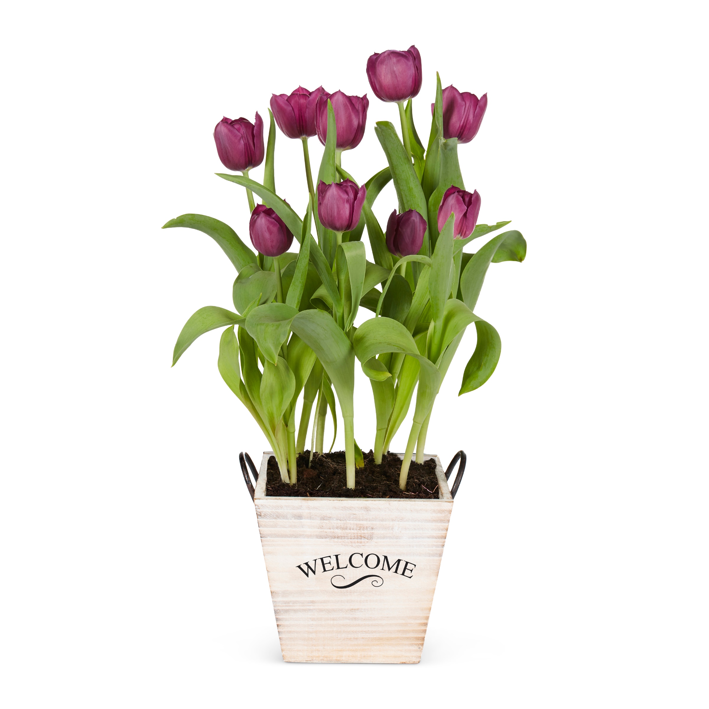 Lowe's 1497748 annuals - View #5