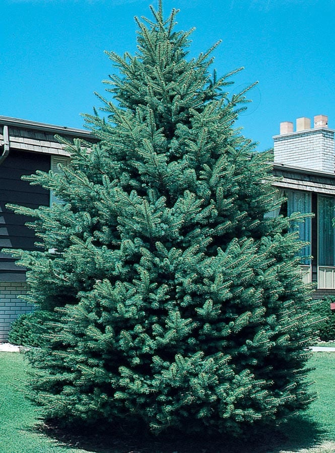  NURSERY 5.99-Gallon Feature Tree Black Hills Spruce In Pot (With Soil)