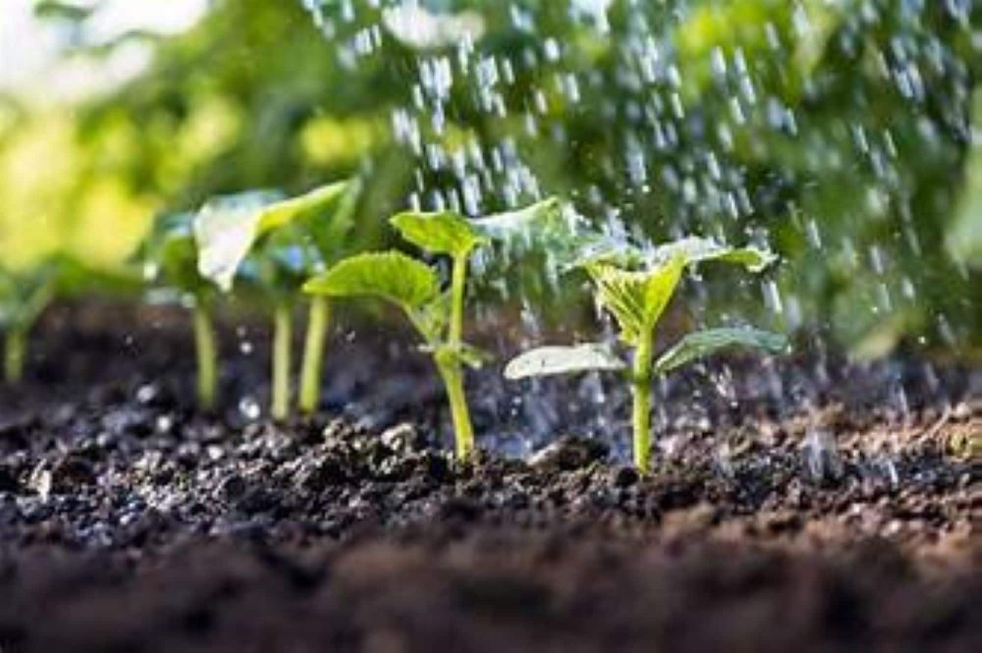 Readi Soil BC10 Soil-Conditioner - View #4