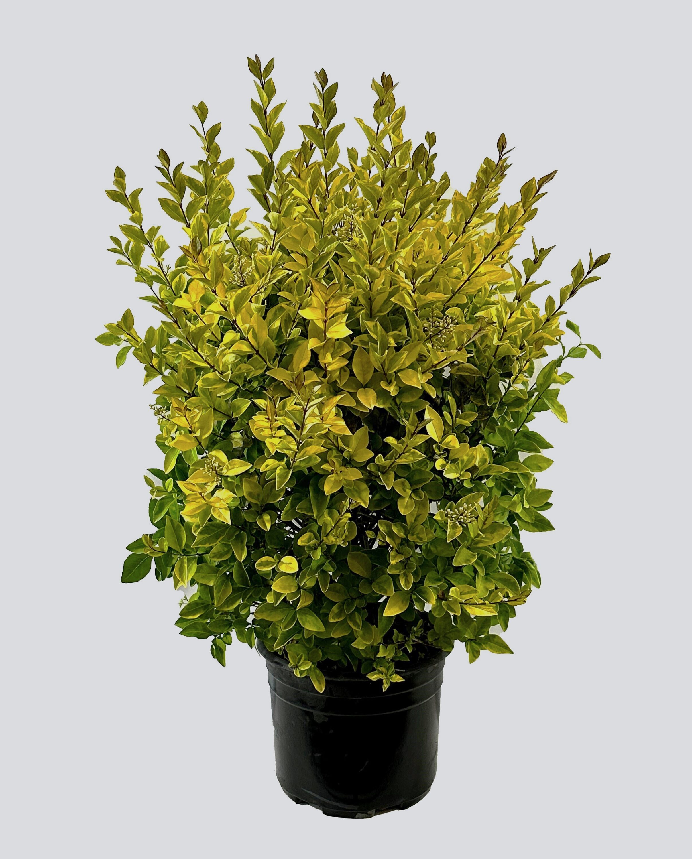Lowe's NURSERY shrubs - View #3