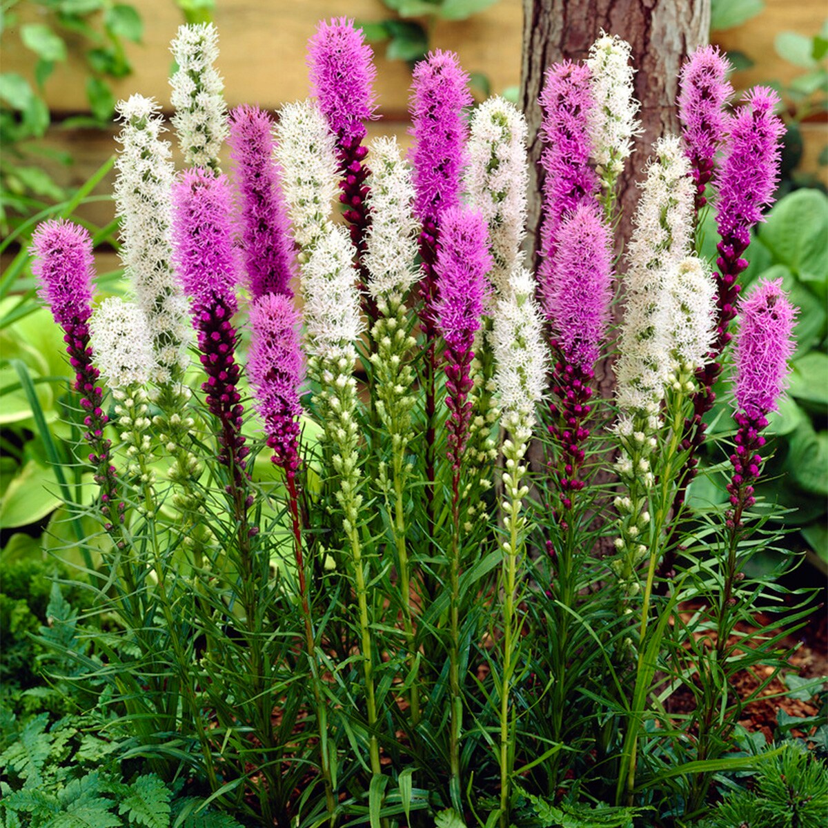 Van Zyverden 88341 Multicolor Astilbe Top Choice Cake Mixture Bulbs 5 Count