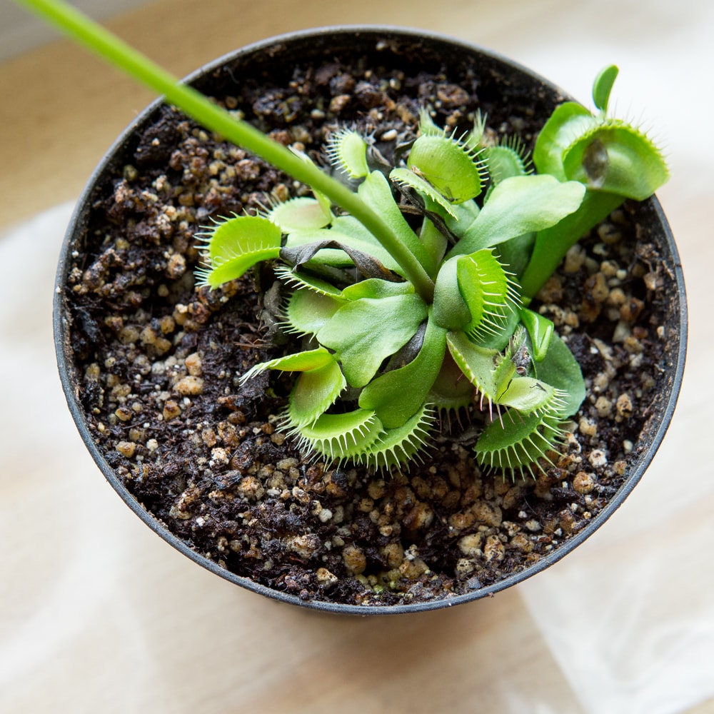 Lowes venus store fly trap