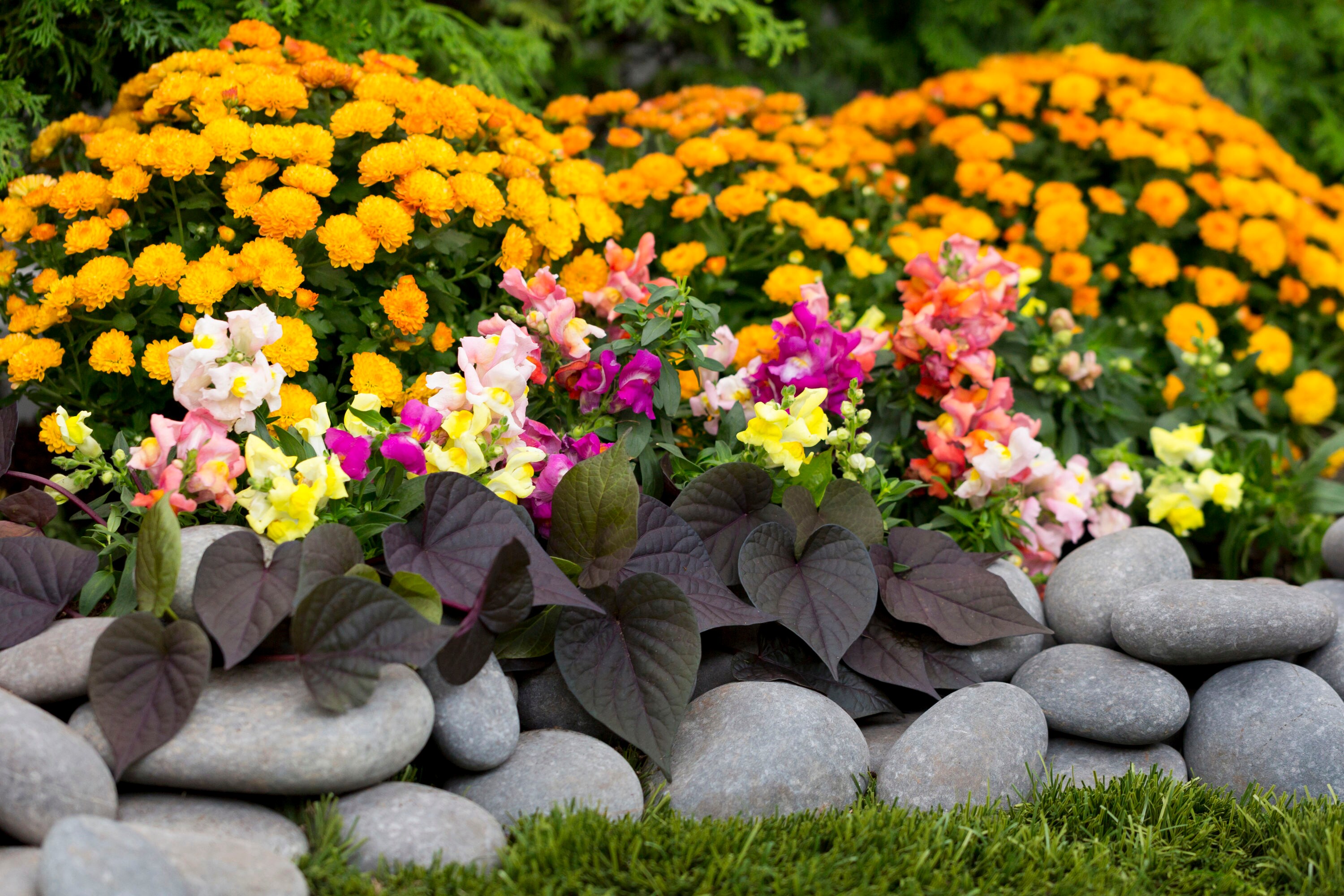 Lowe's NURSERY annuals - View #5