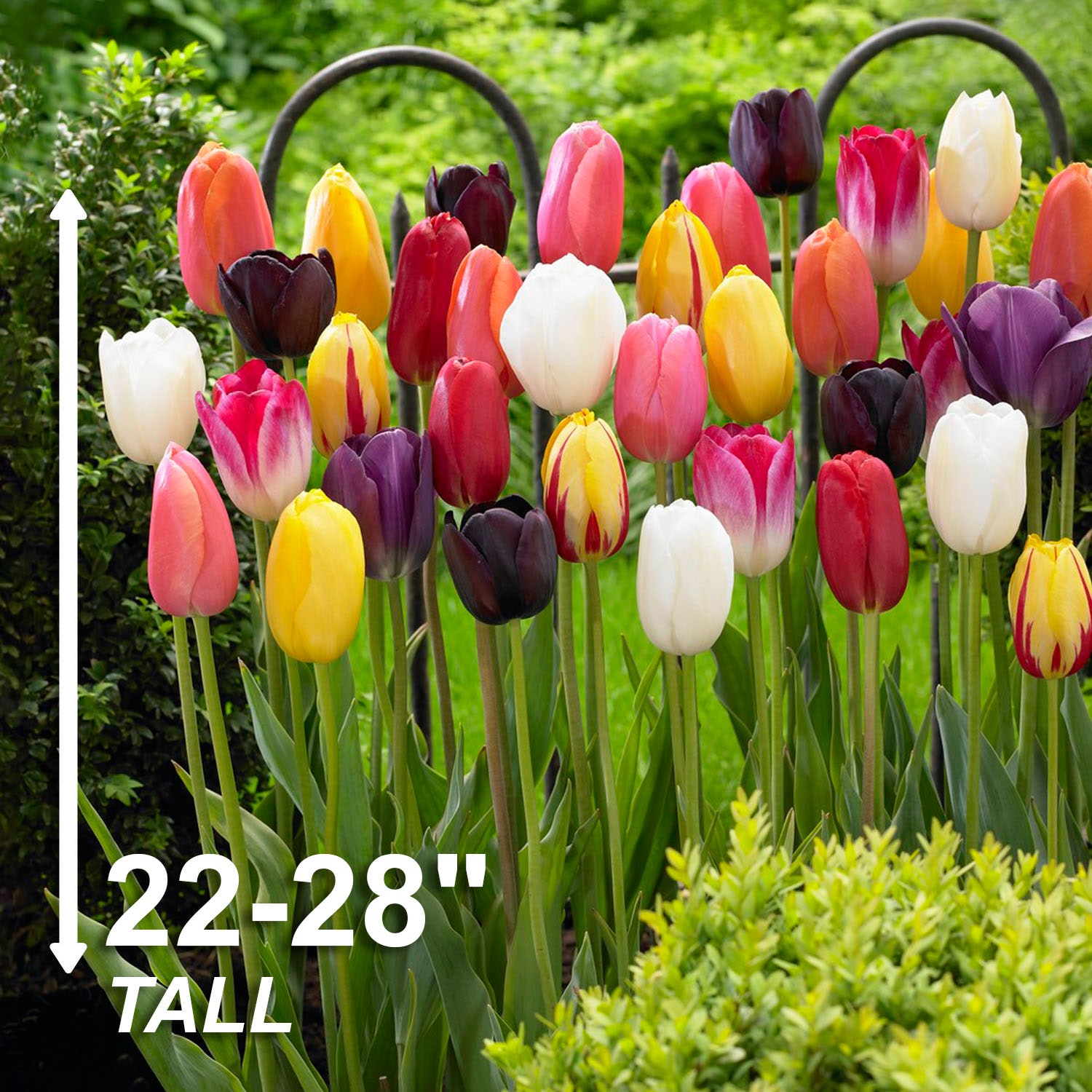 Garden State Bulb ECF-133-50-02 Plant-Bulbs - View #3