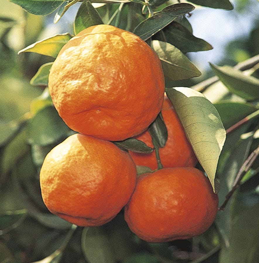 Lowe's Citrus Reticulata Tangerine Tree - Seedless, Sweet Flavor, Fragrant  Blooms - 3.50 GAL in the Fruit Plants department at