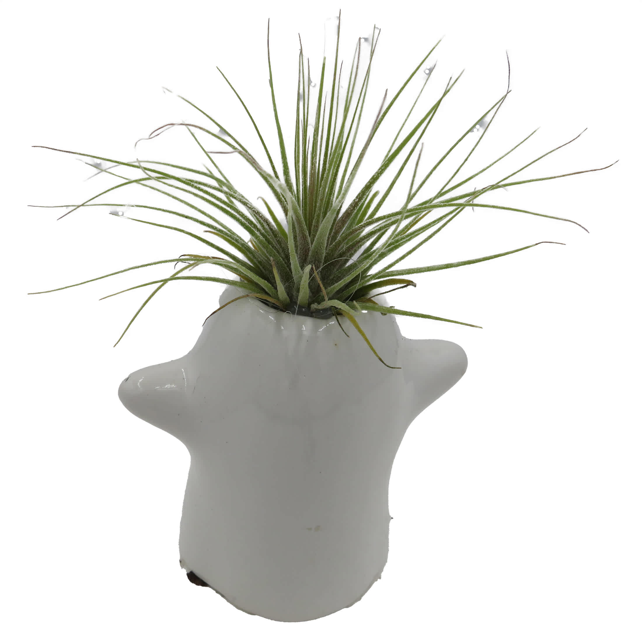 Hirt's Gardens Ceramic Boo-tanical Ghost Planter plus Live Air Plant -  Tillandsia in the House Plants department at Lowes.com