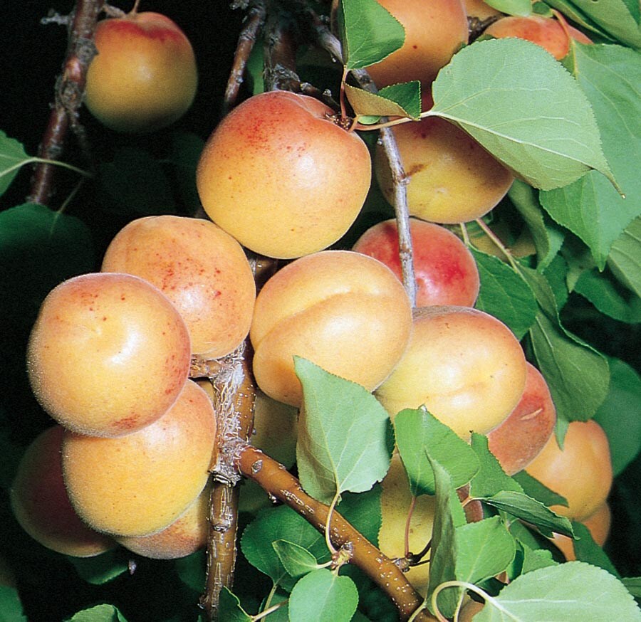  NURSERY Wenatchee Moorpark Apricot Plant
