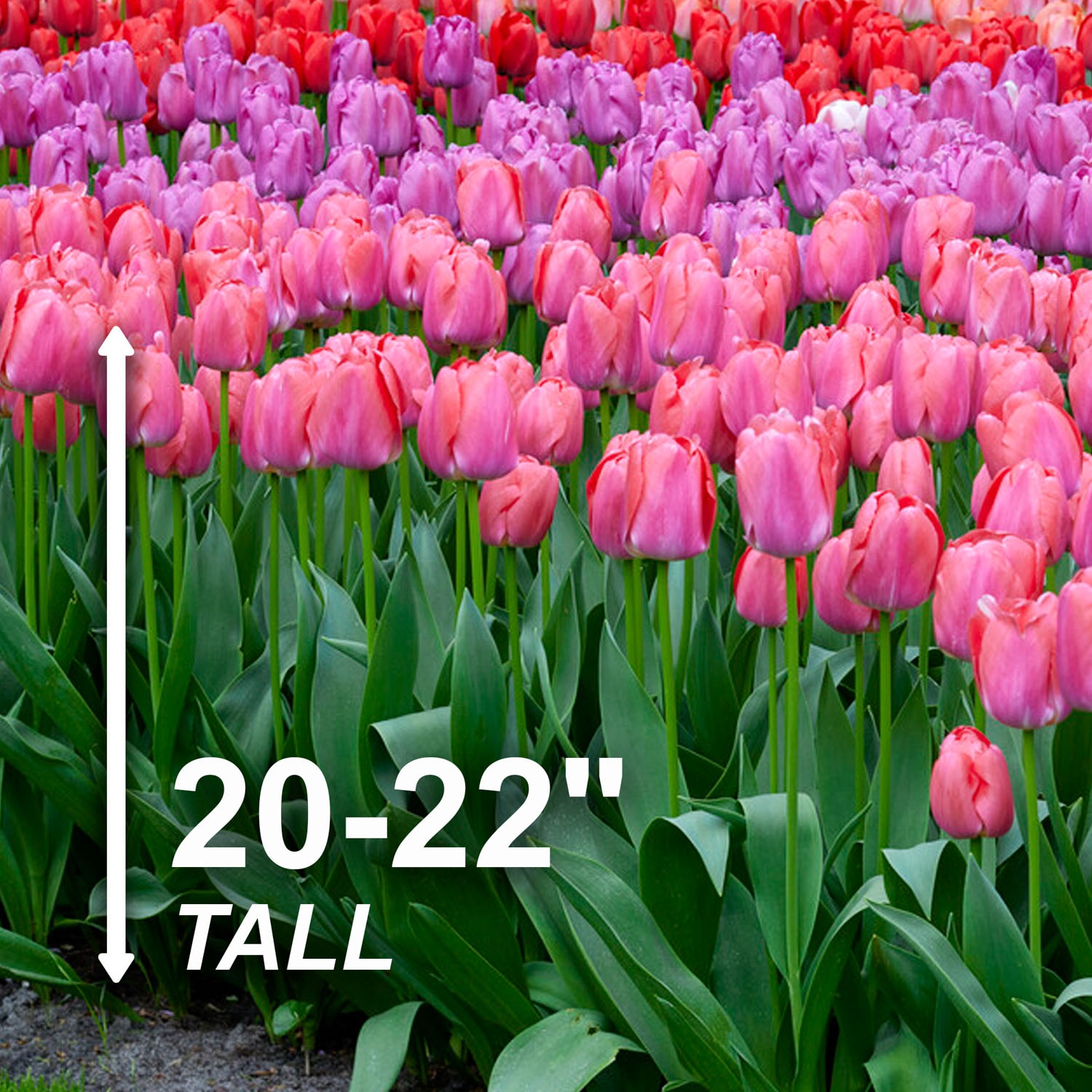 Garden State Bulb ECF-77-100-04 Plant-Bulbs - View #3