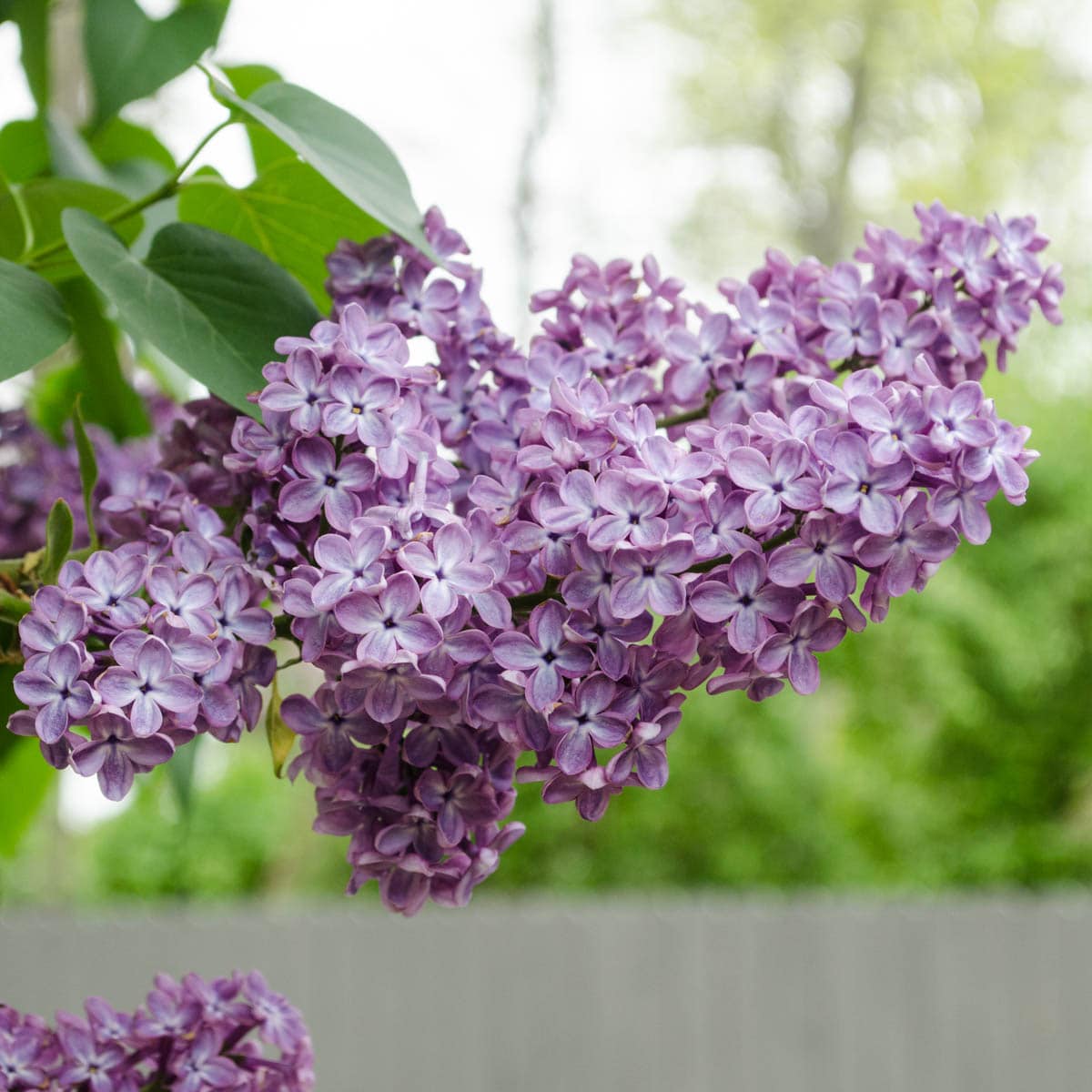 Spring Hill Nurseries Purple President Grevy Lilac Flowering Shrub In 1