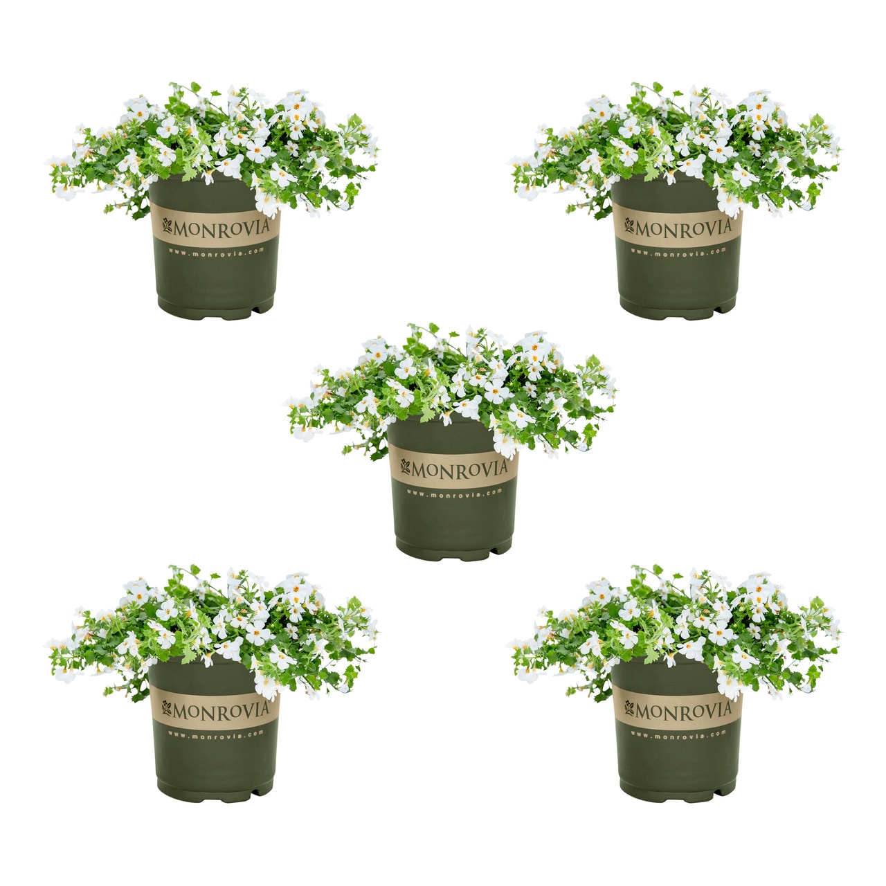 Monrovia 4810 White Bacopa in 1.5 Pint Pot 5 -Pack