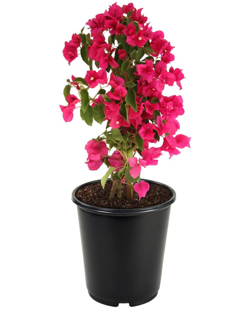 Lowe's 3.58-Gallon in Pot Hybrid Bougainvillea in the Vines department ...