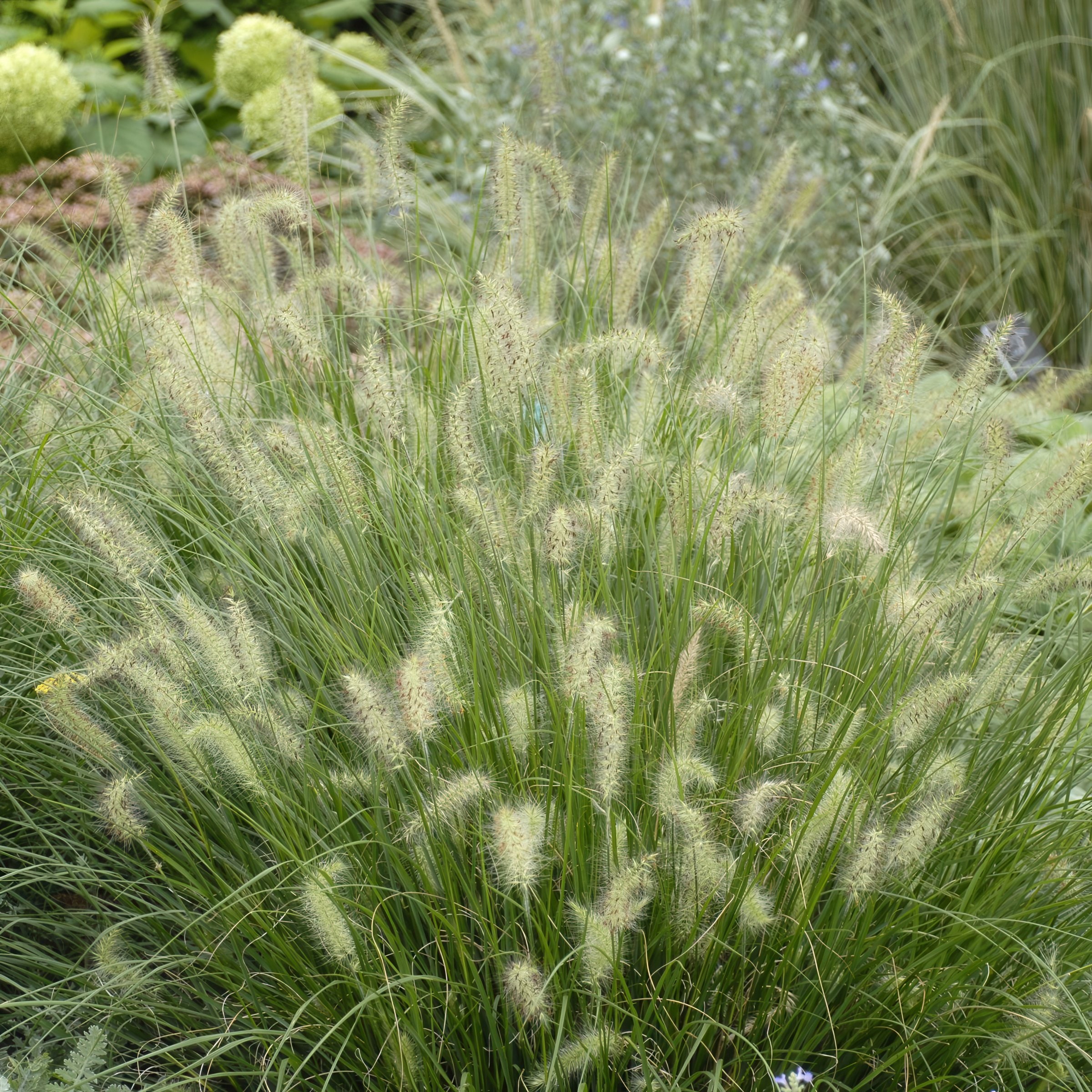 National Plant Network LW2195 perennials - View #3